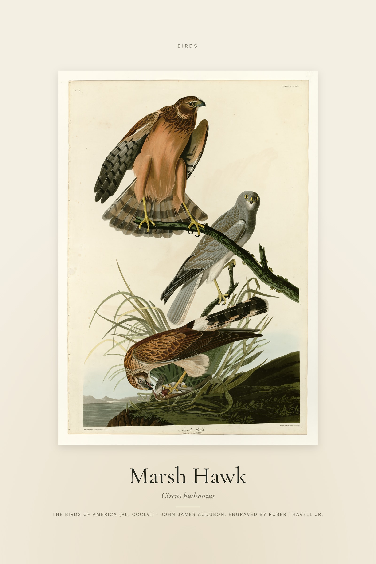 Marsh Hawk — Specimen