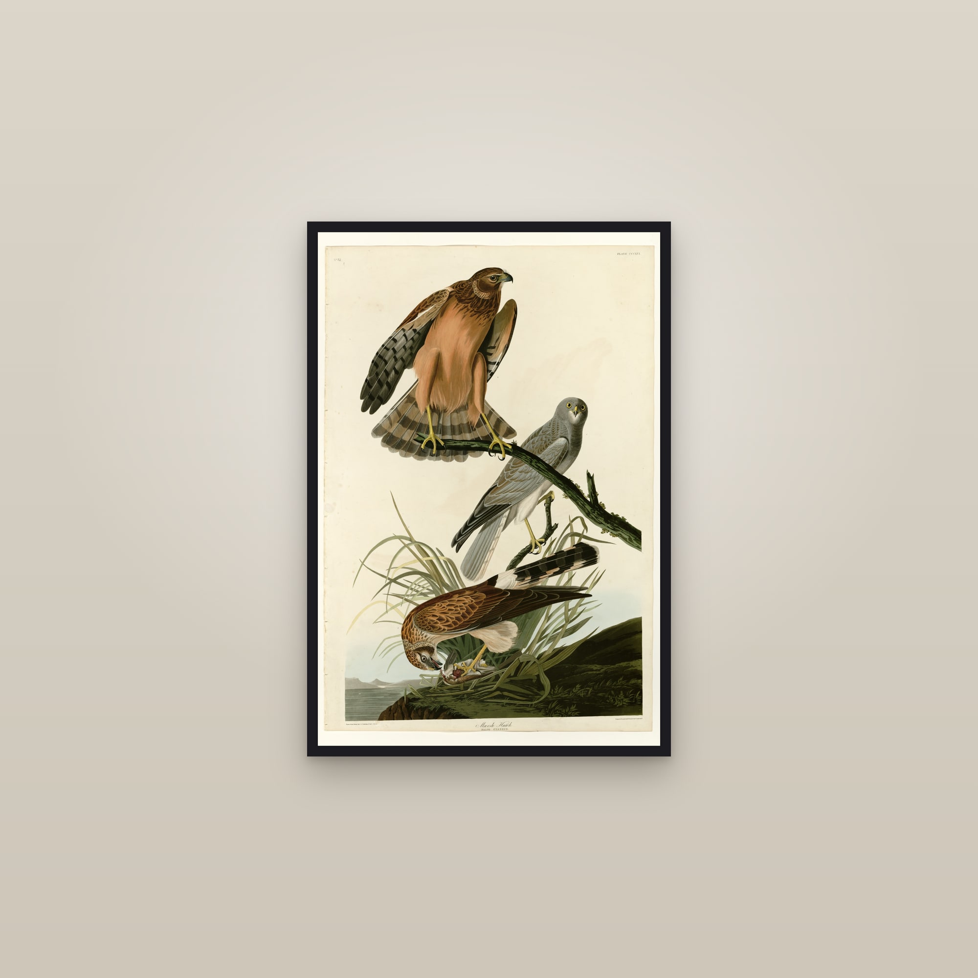 Marsh Hawk — framed in a gallery setting