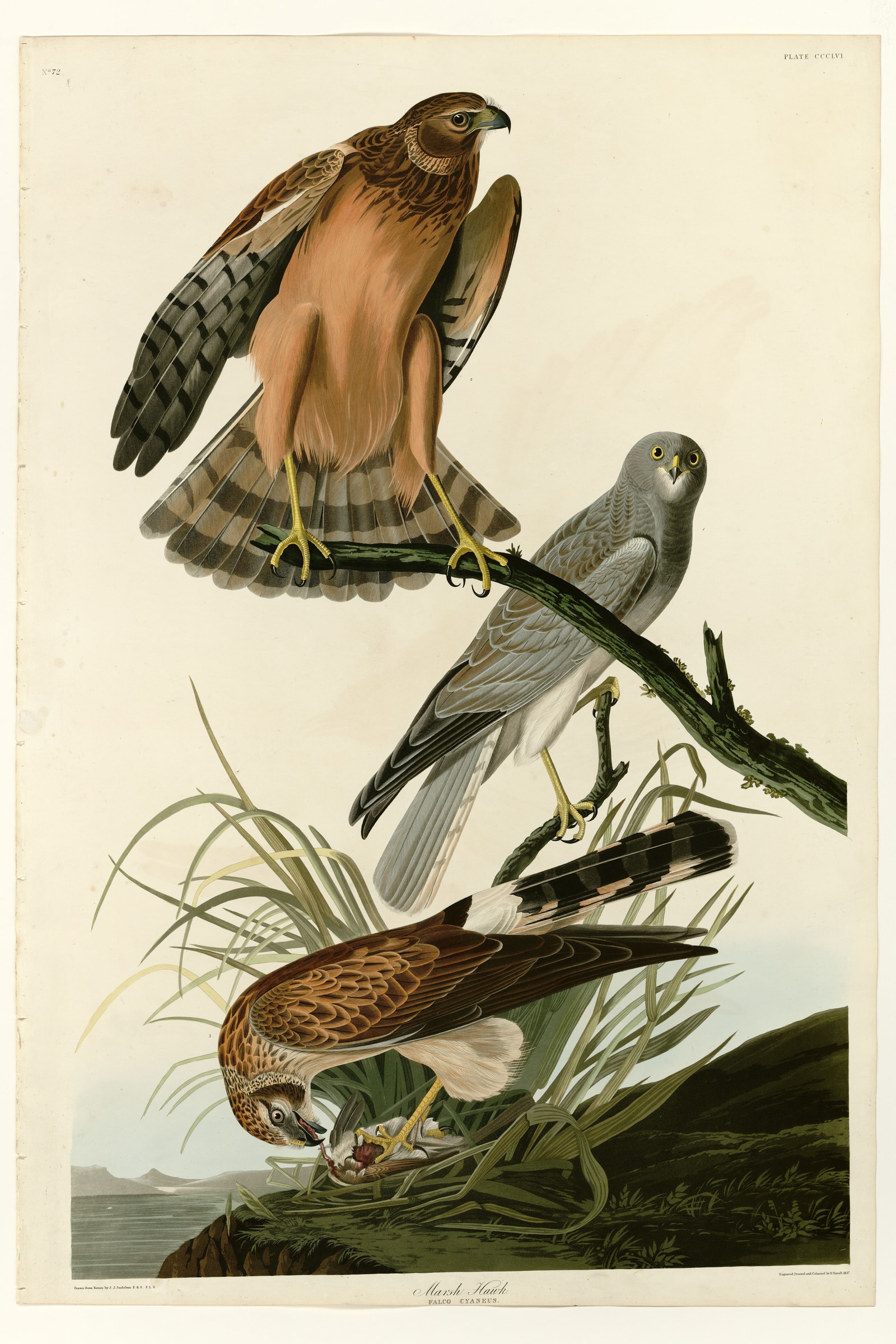 Marsh Hawk
