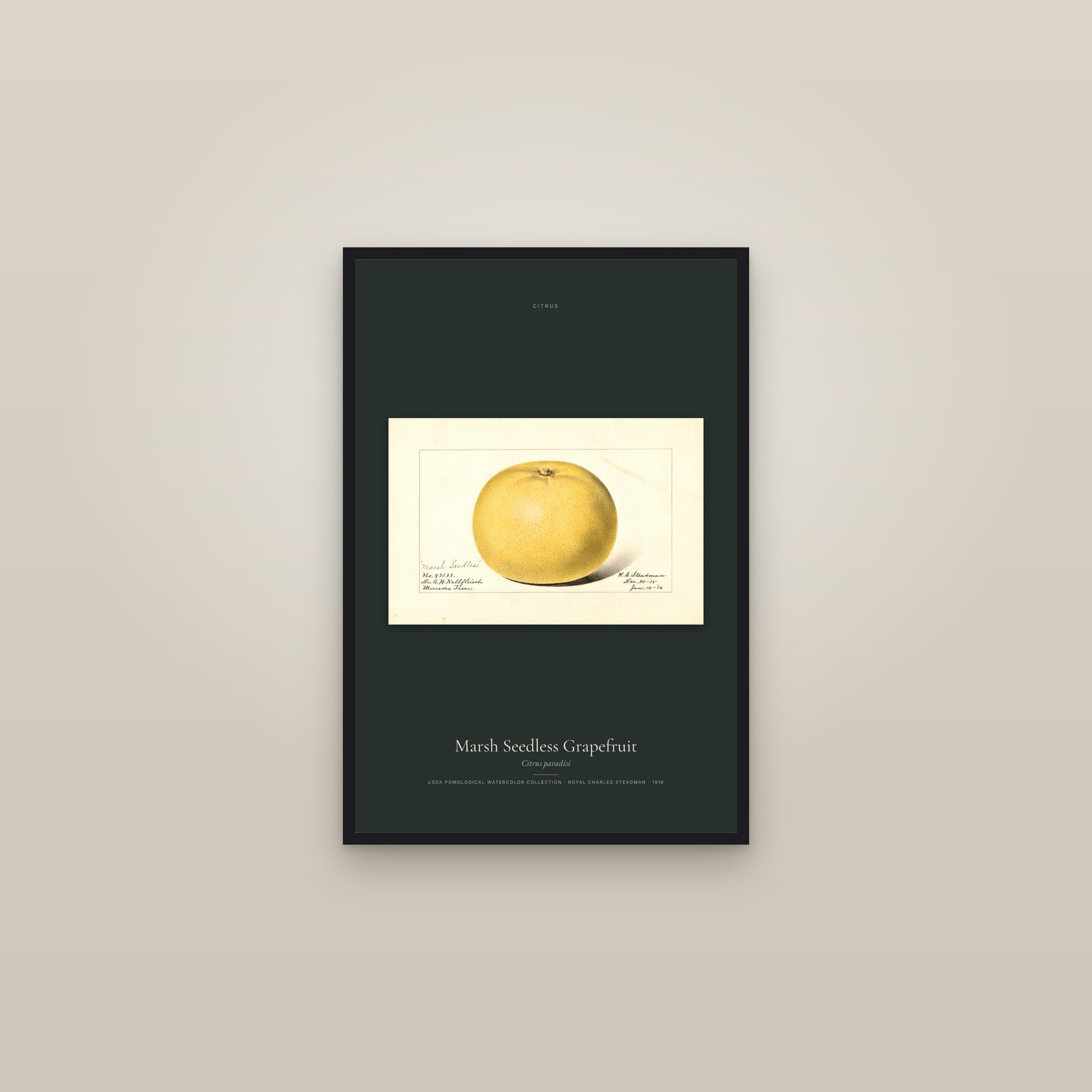 Marsh Seedless Grapefruit — framed in a gallery setting