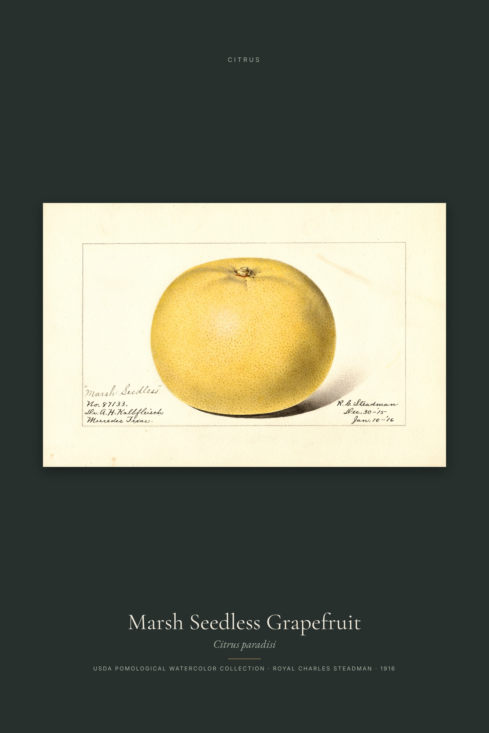 Marsh Seedless Grapefruit