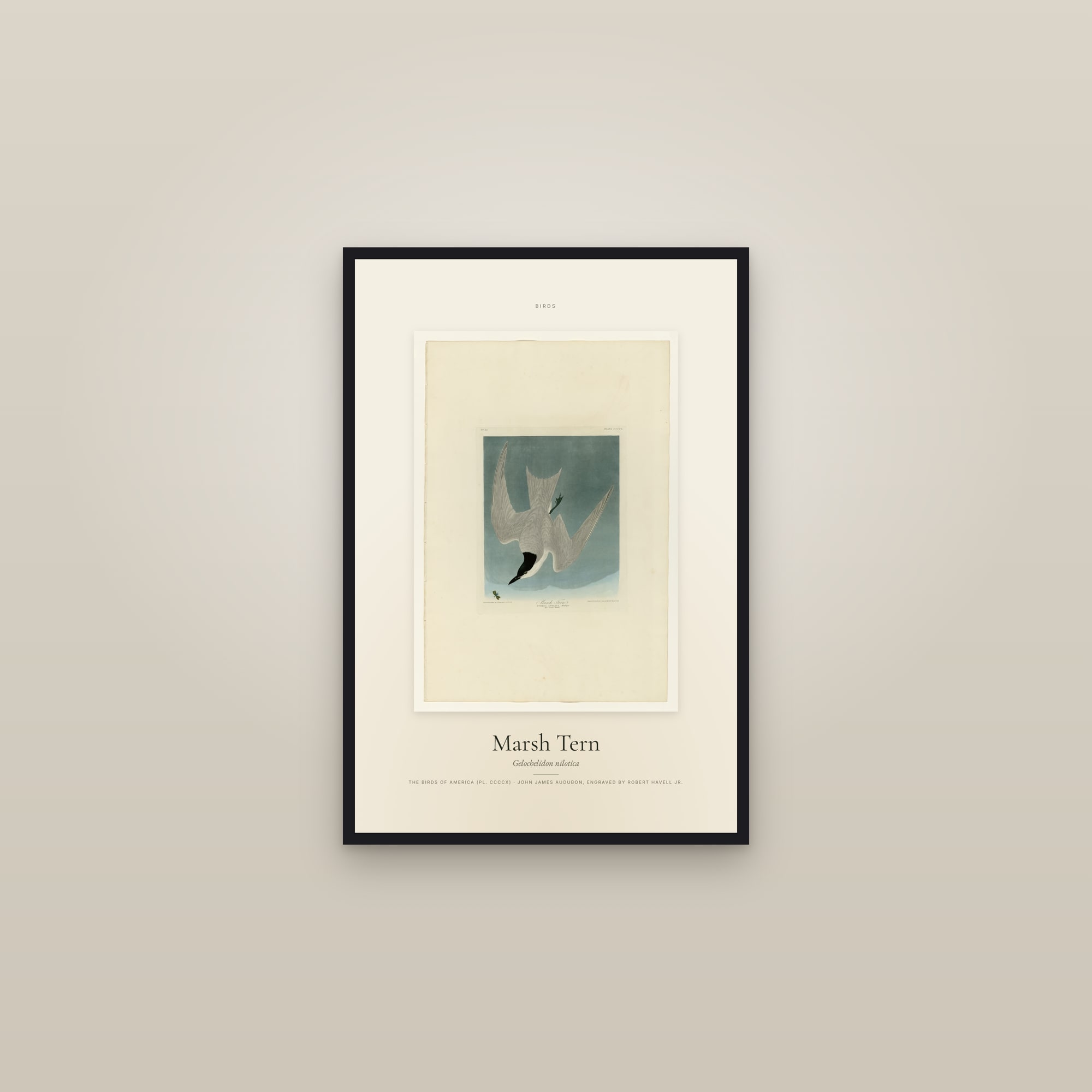 Marsh Tern — Specimen — framed in a gallery setting