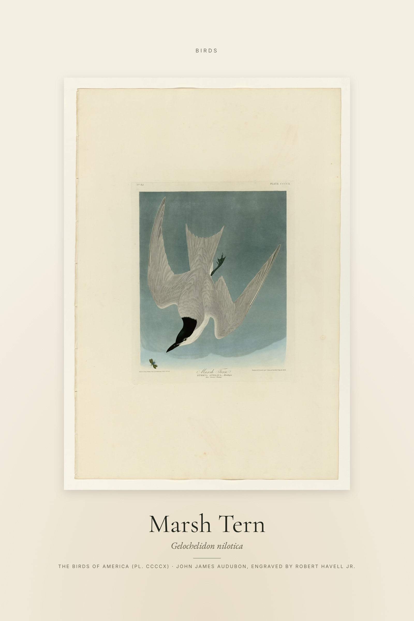 Marsh Tern — Specimen