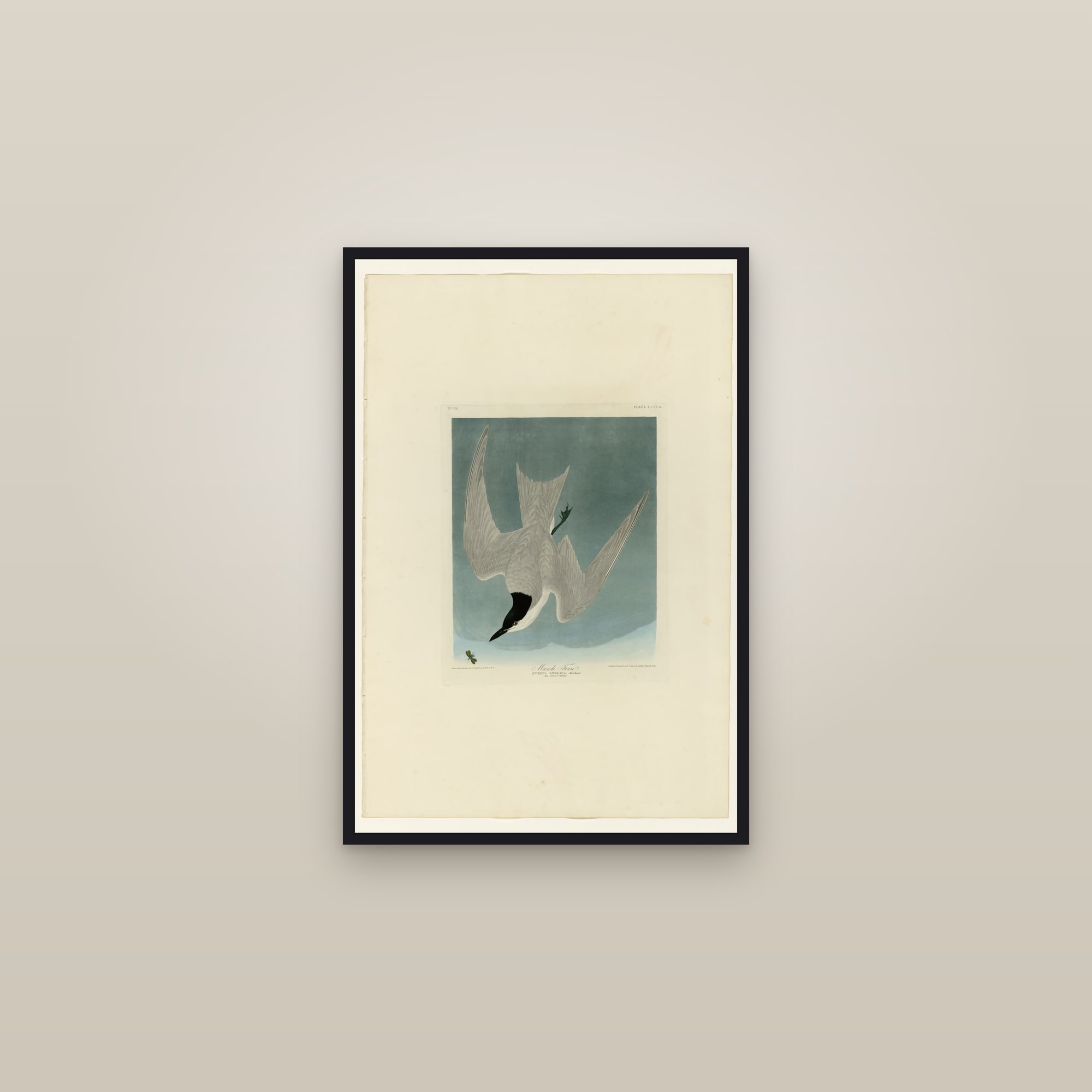 Marsh Tern — framed in a gallery setting
