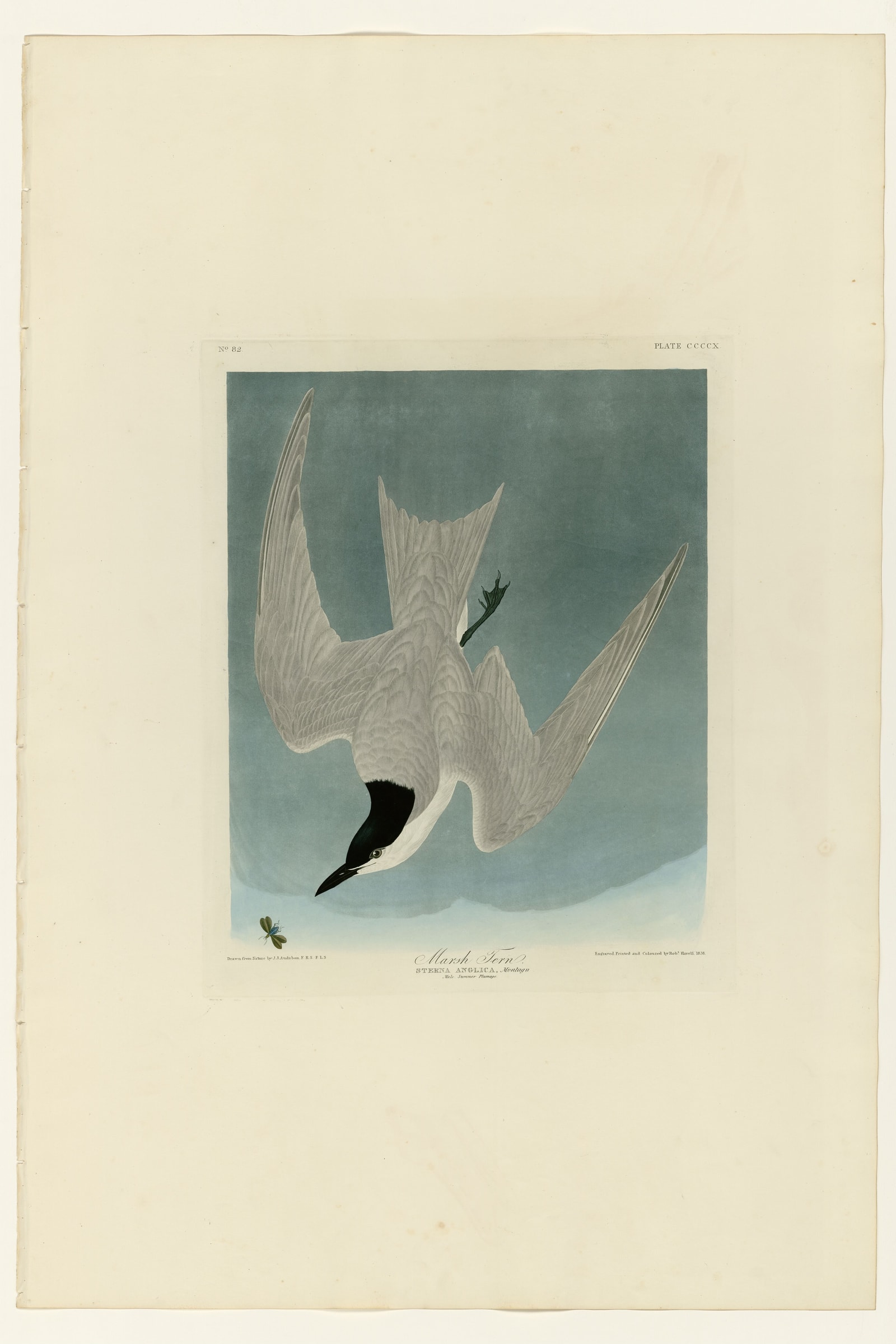 Marsh Tern