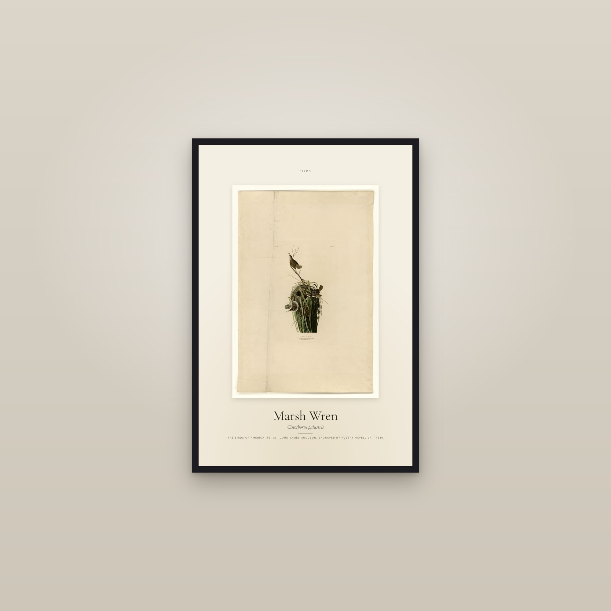 Marsh Wren — Specimen — framed in a gallery setting