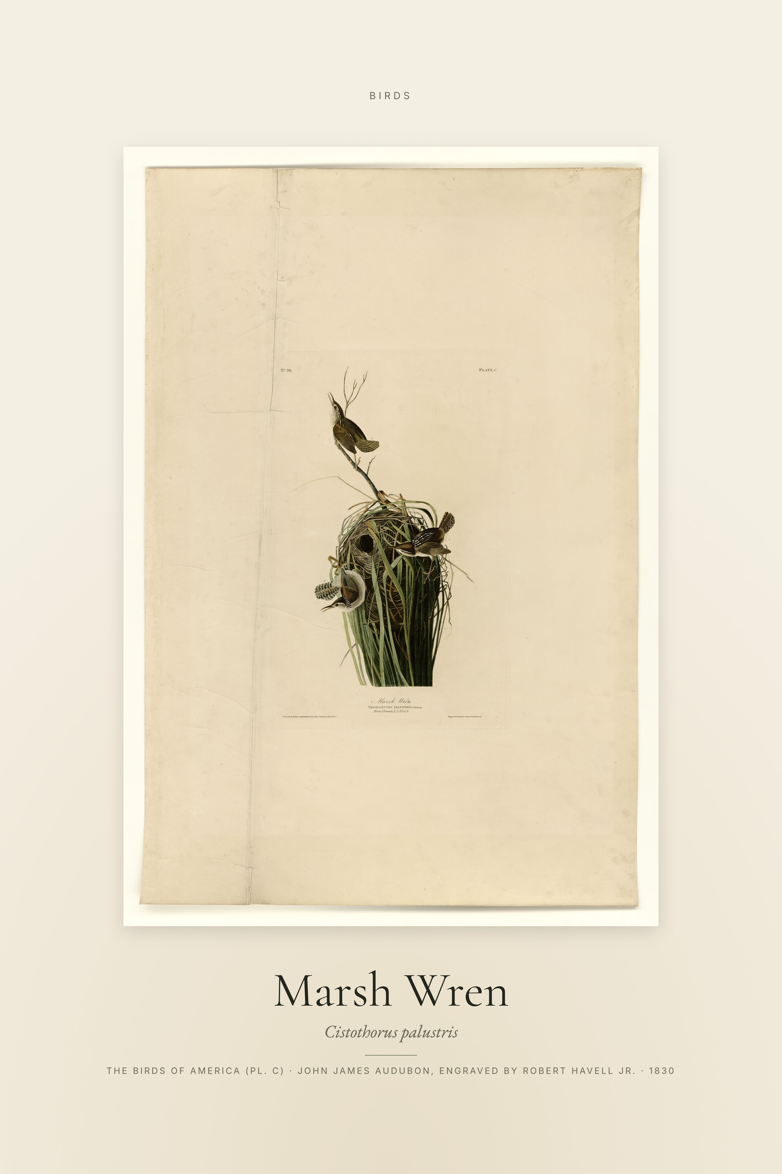 Marsh Wren — Specimen