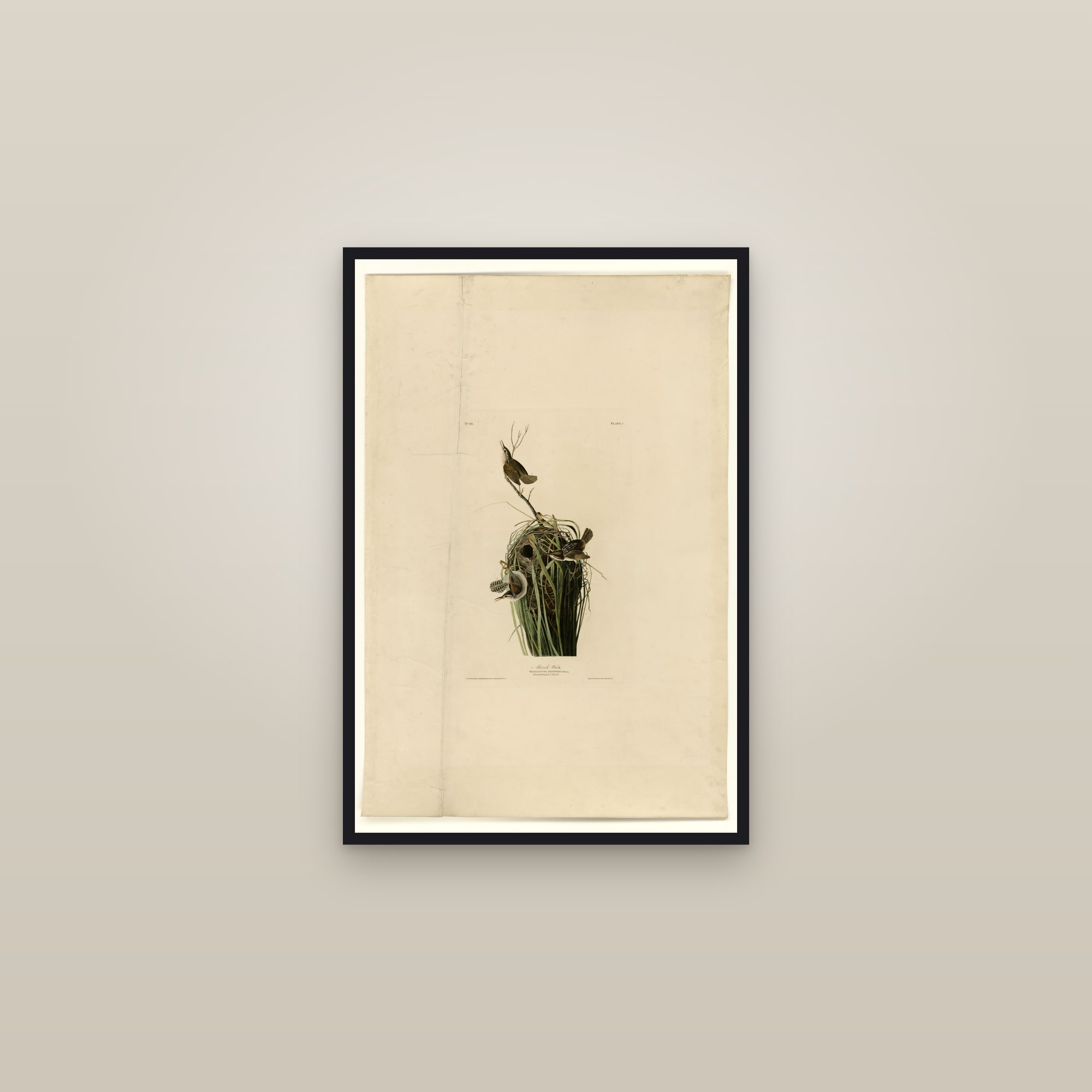 Marsh Wren — framed in a gallery setting