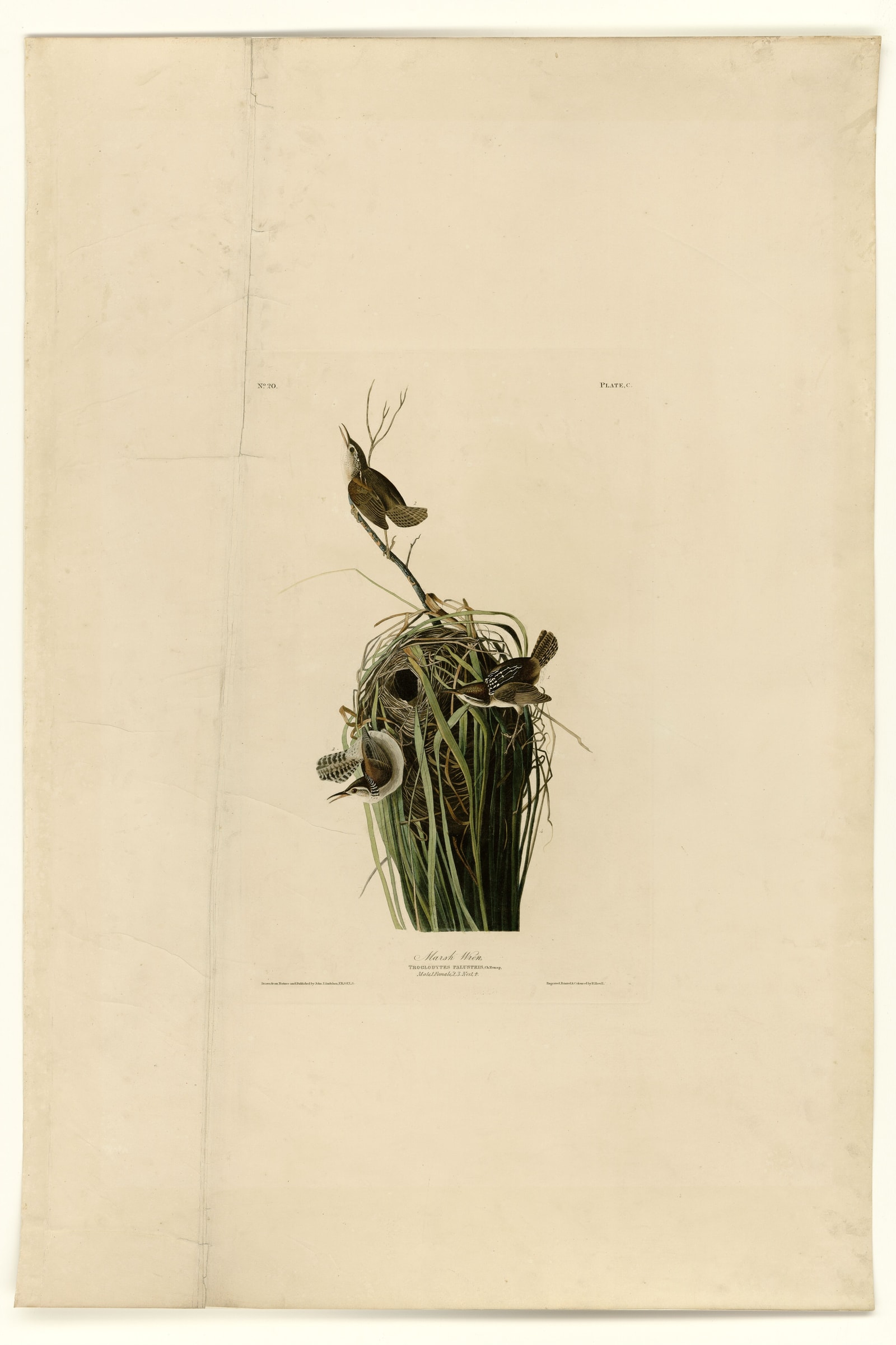Marsh Wren