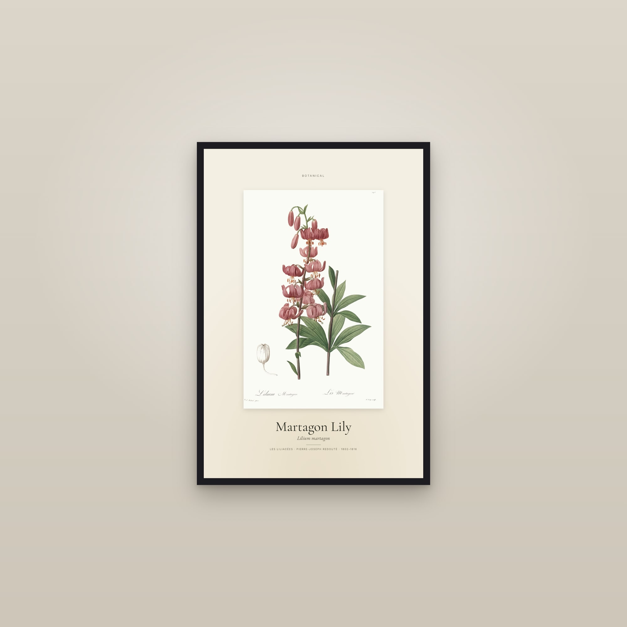 Martagon Lily — Specimen — framed in a gallery setting