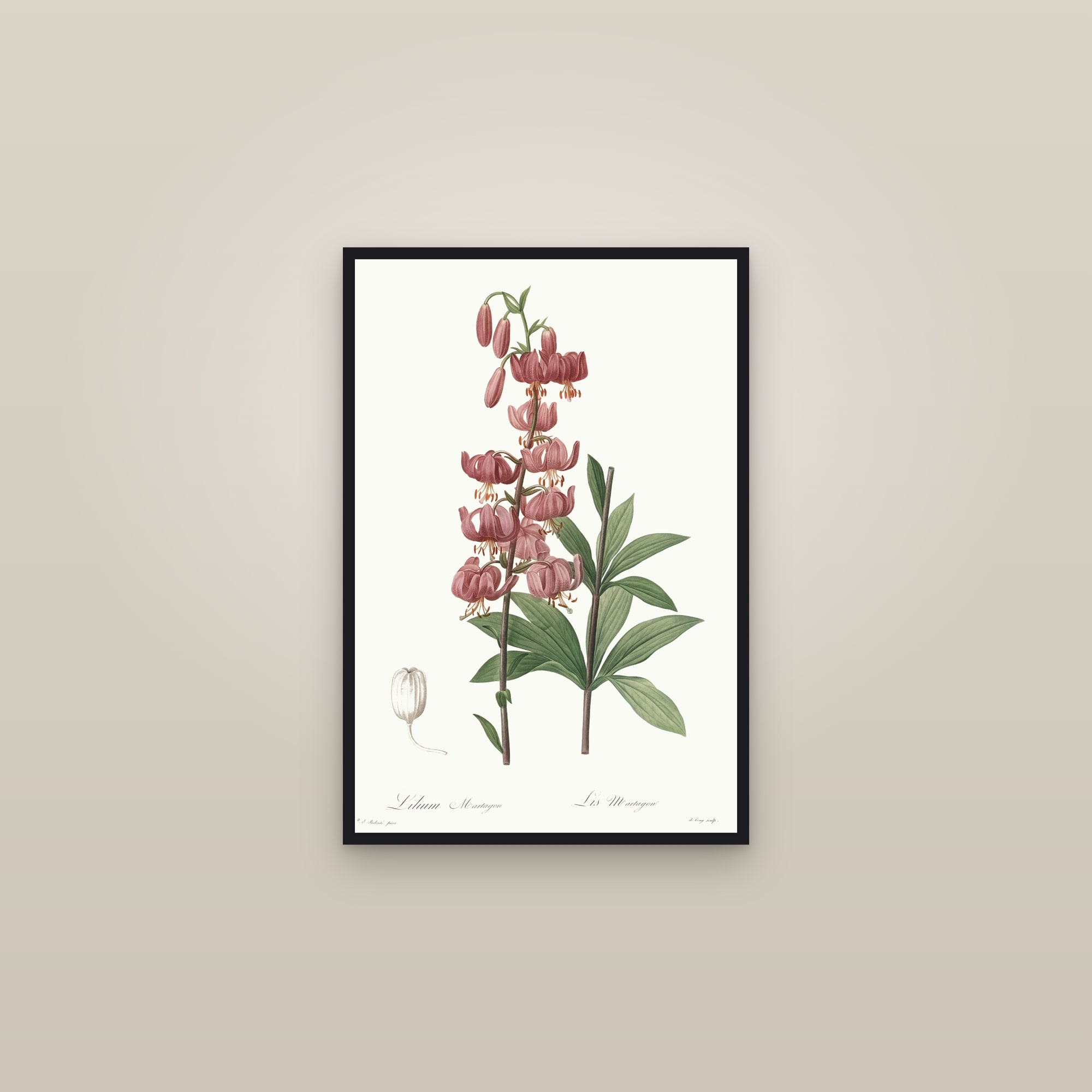 Martagon Lily