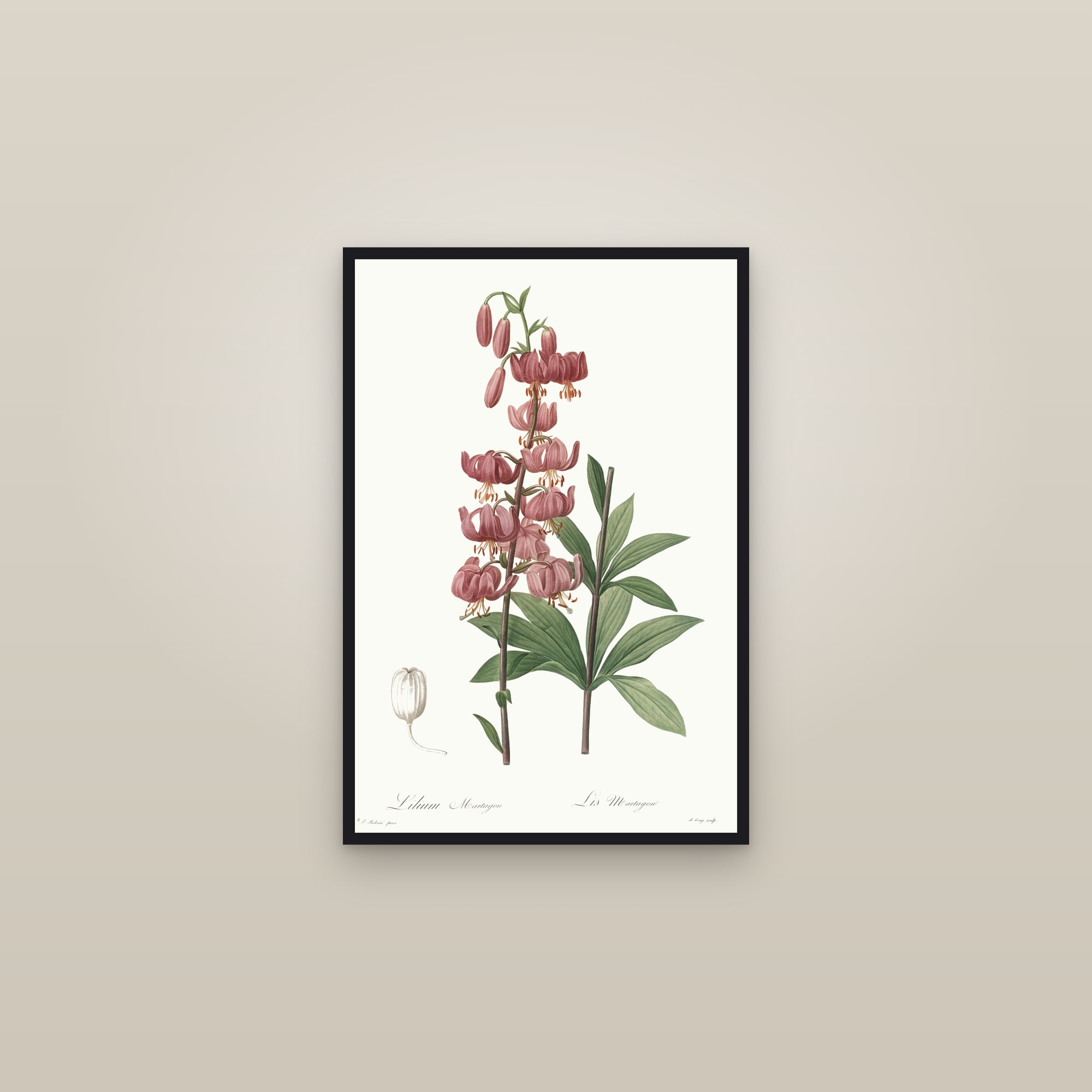 Martagon Lily — framed in a gallery setting