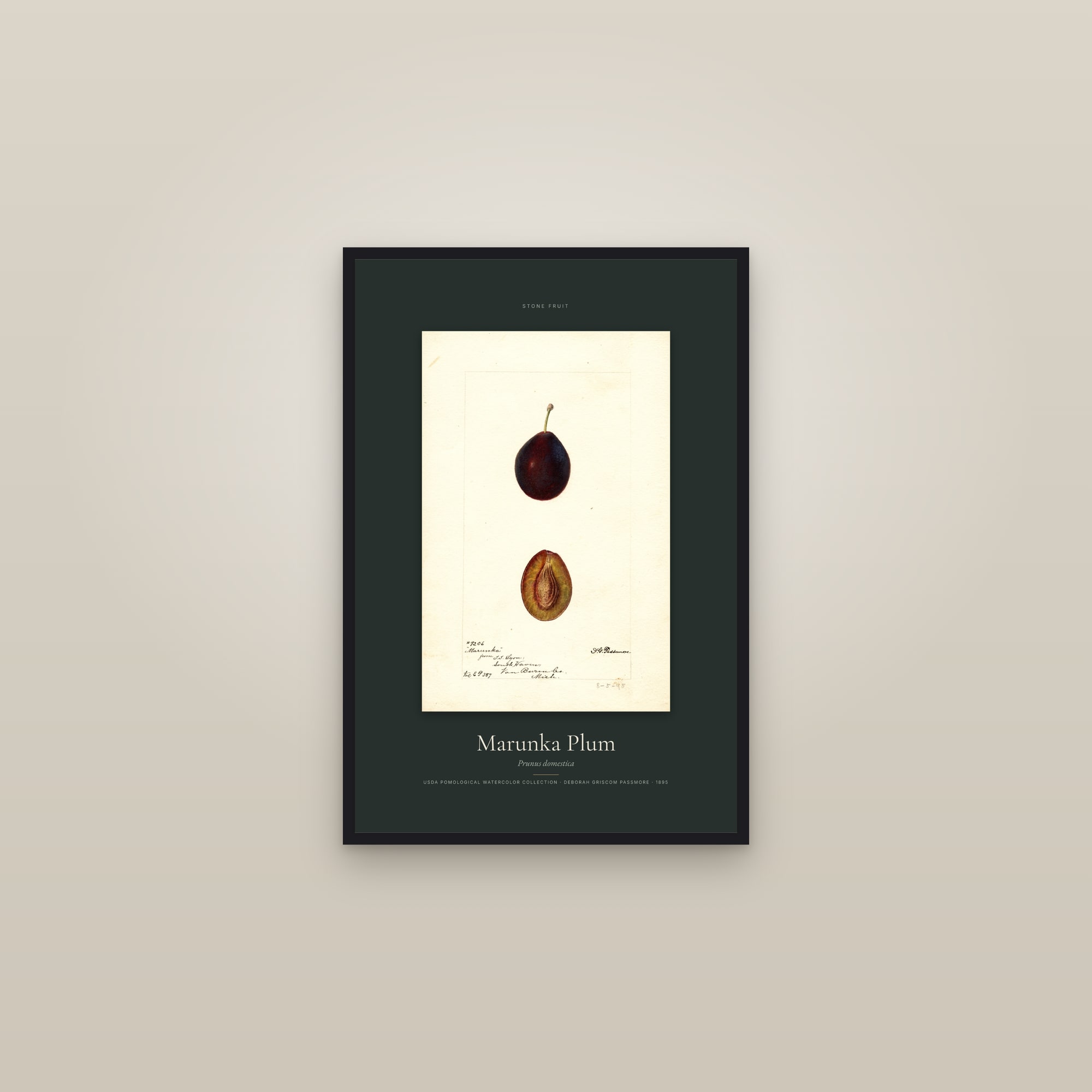 Marunka Plum — Specimen — framed in a gallery setting