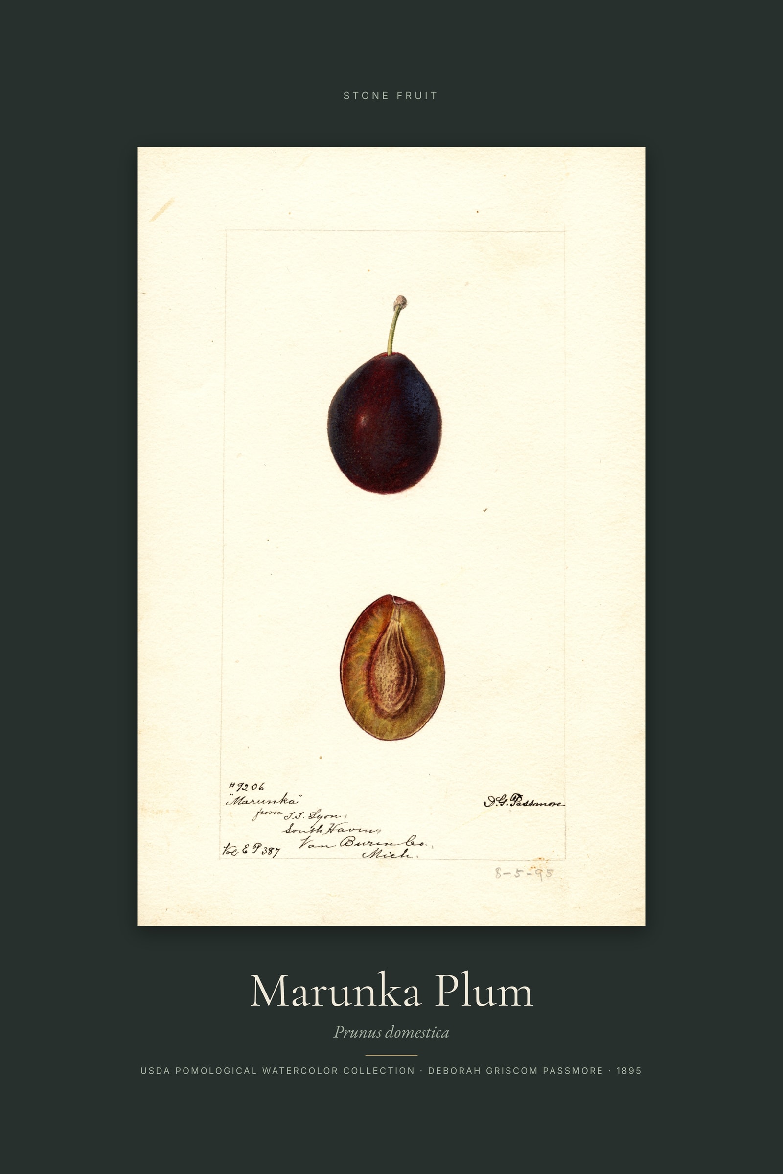 Marunka Plum — Specimen