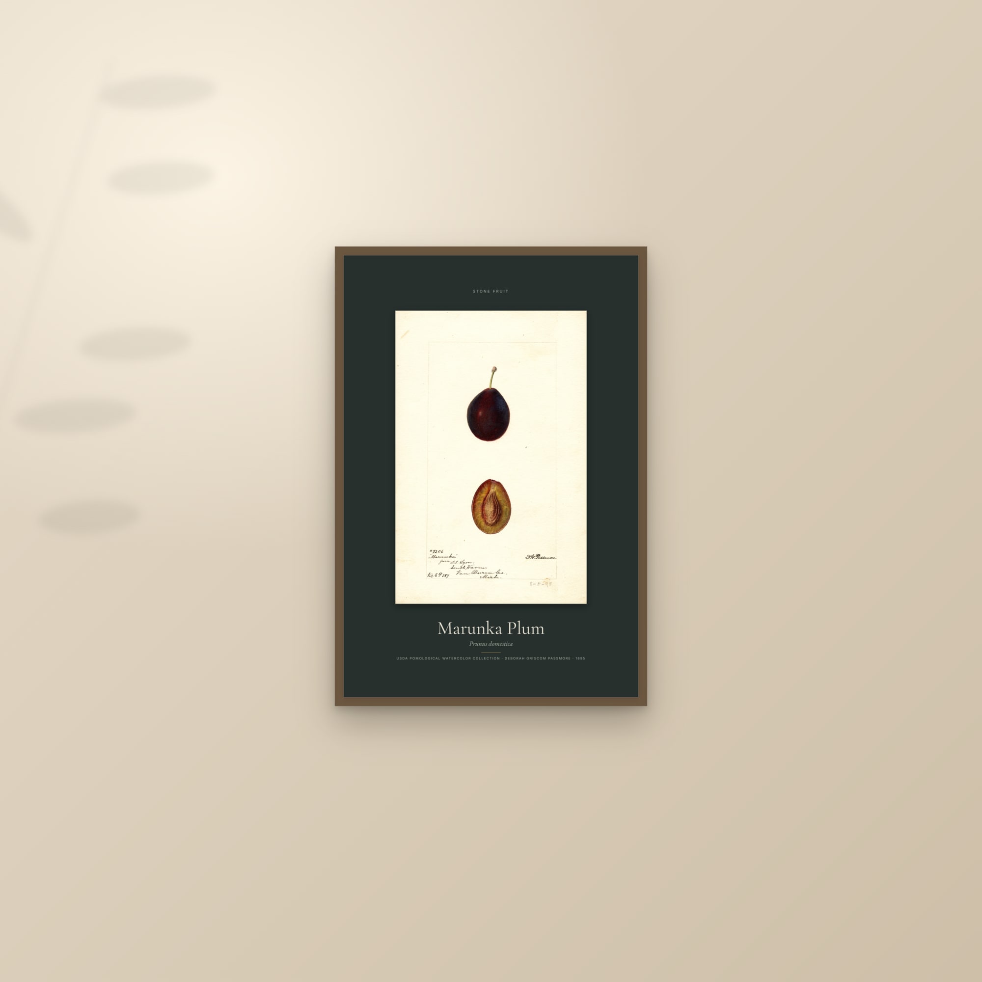 Marunka Plum — Specimen — framed and styled on a sunlit wall