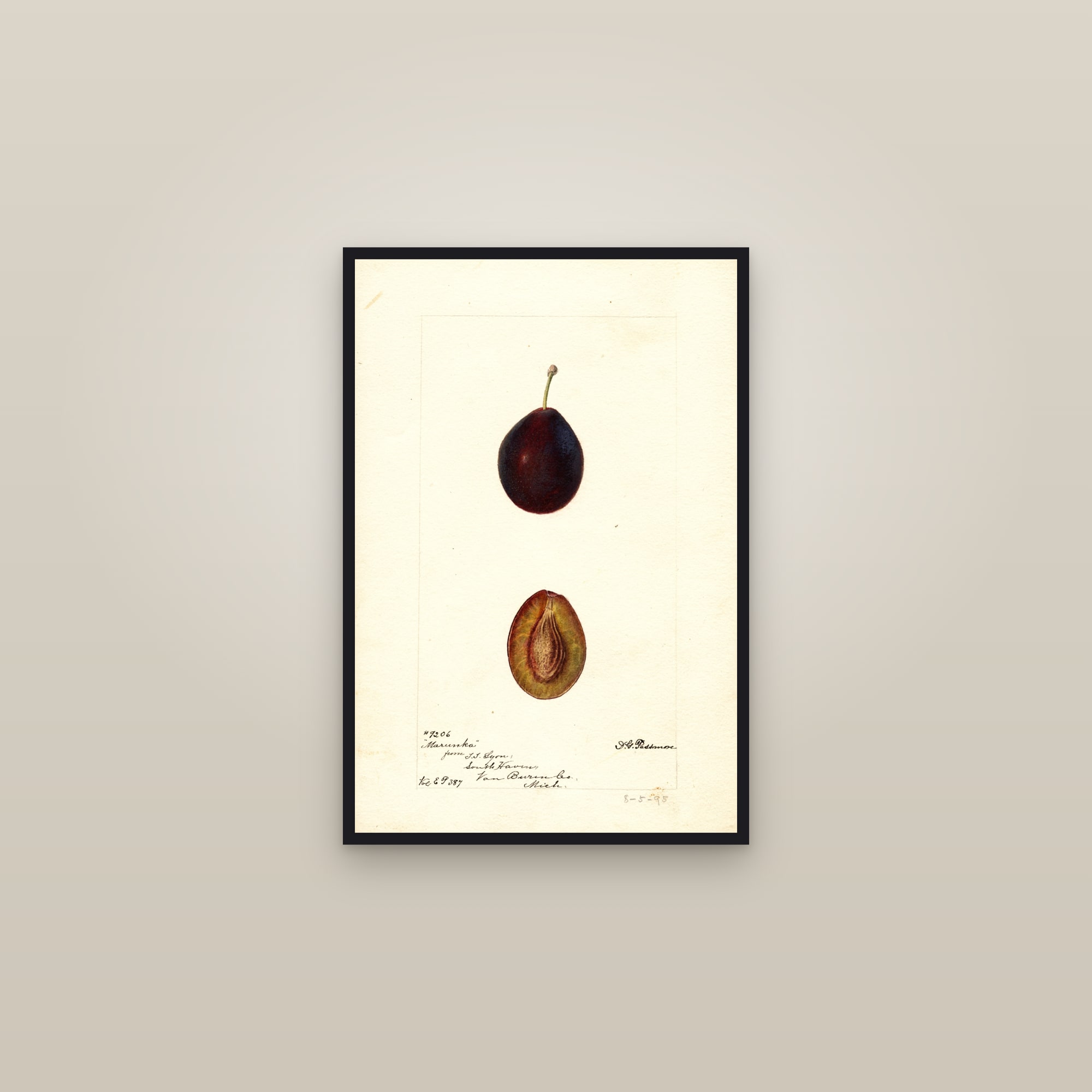 Marunka Plum — framed in a gallery setting