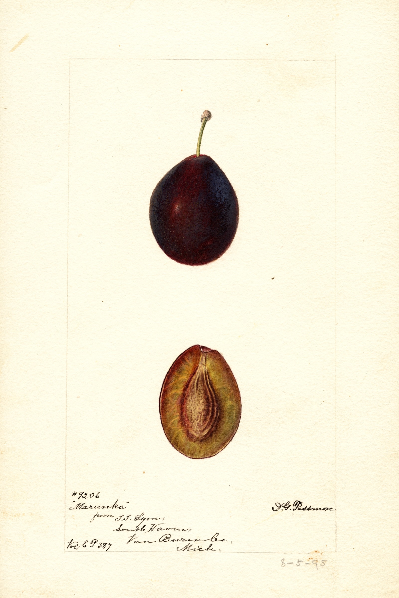 Marunka Plum