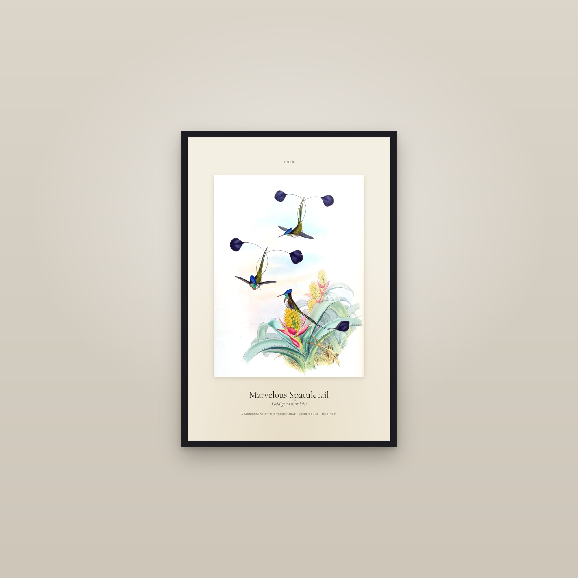 Marvelous Spatuletail — Specimen