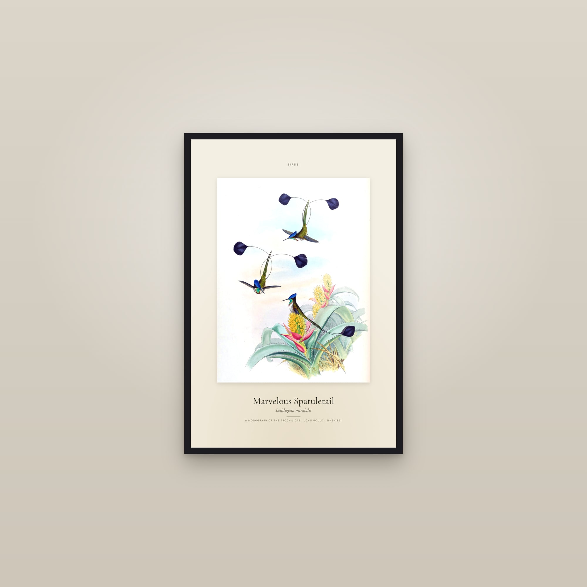 Marvelous Spatuletail — Specimen — framed in a gallery setting