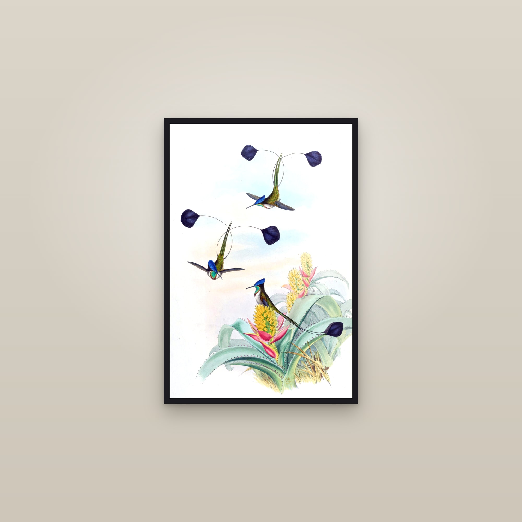 Marvelous Spatuletail — framed in a gallery setting