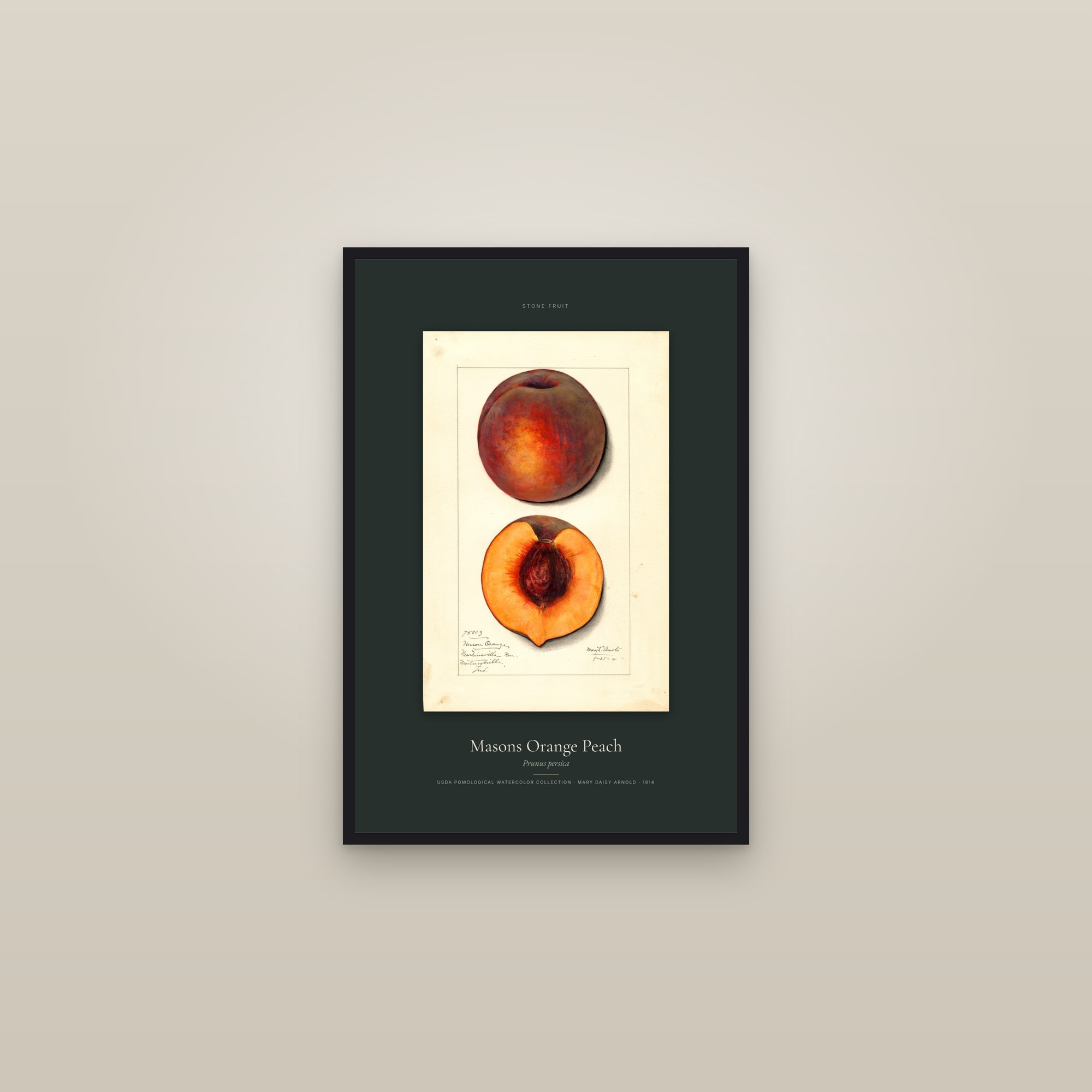 Masons Orange Peach — Specimen — framed in a gallery setting