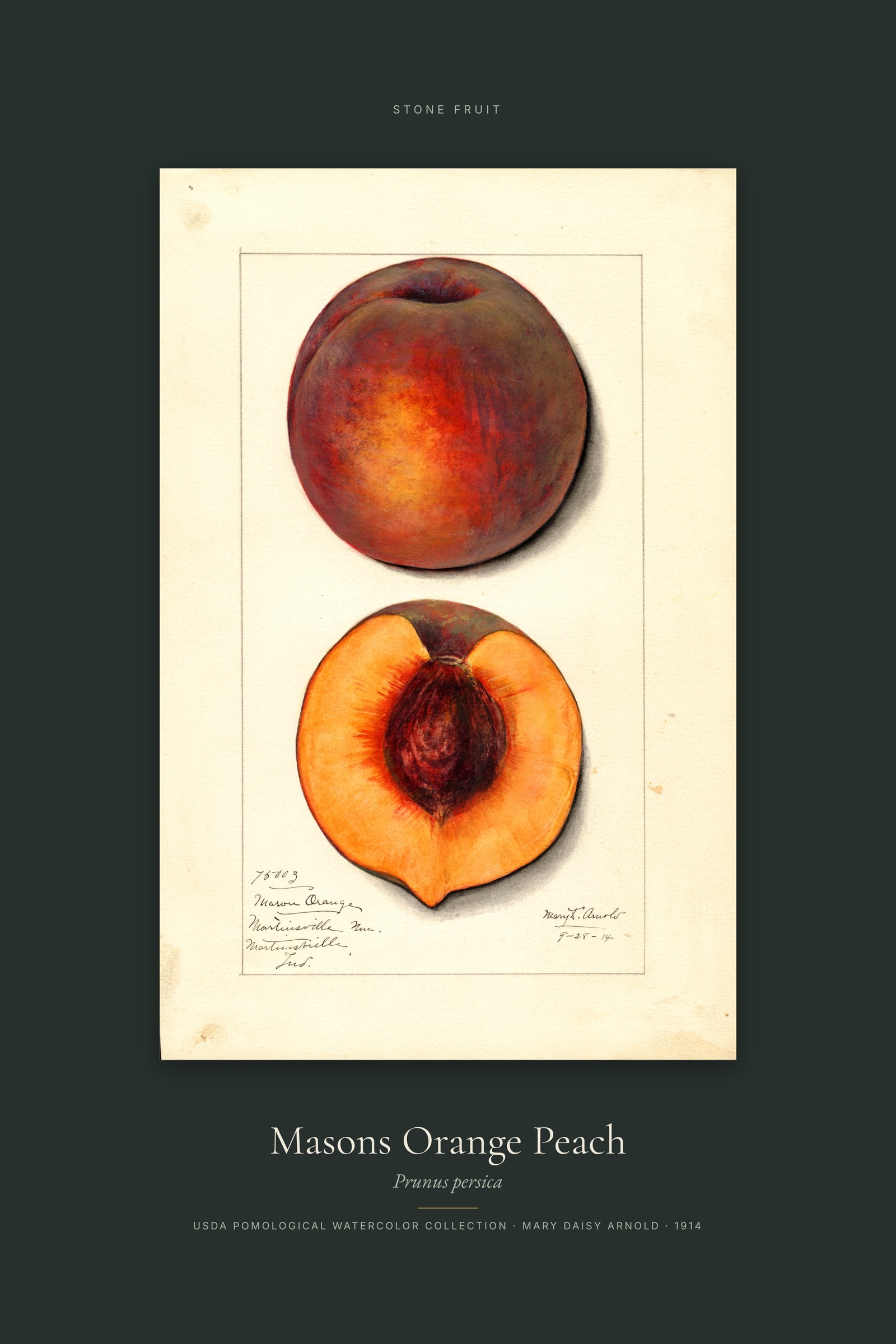 Masons Orange Peach — Specimen