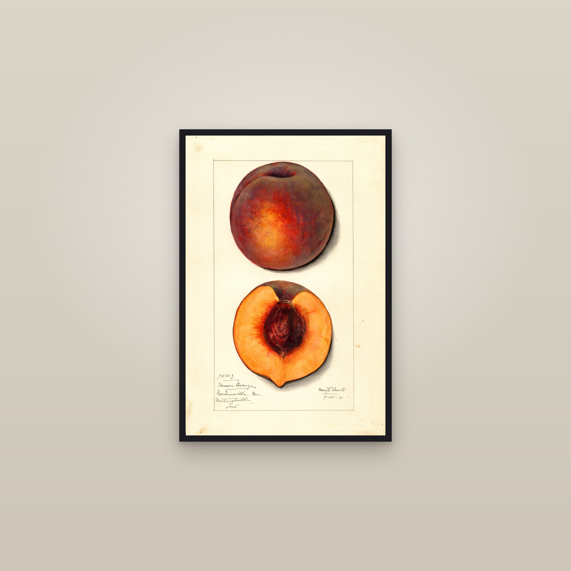 Masons Orange Peach — framed in a gallery setting