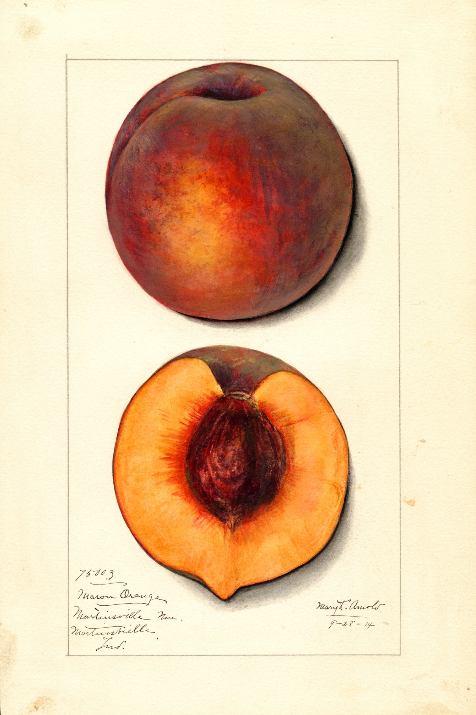 Masons Orange Peach