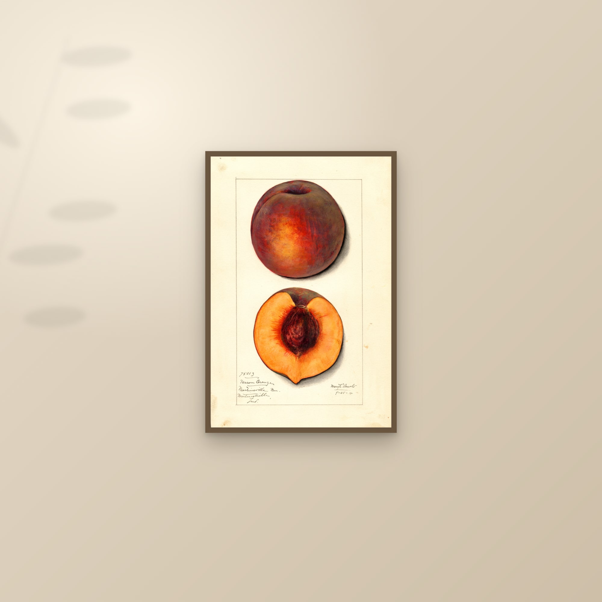 Masons Orange Peach — framed and styled on a sunlit wall