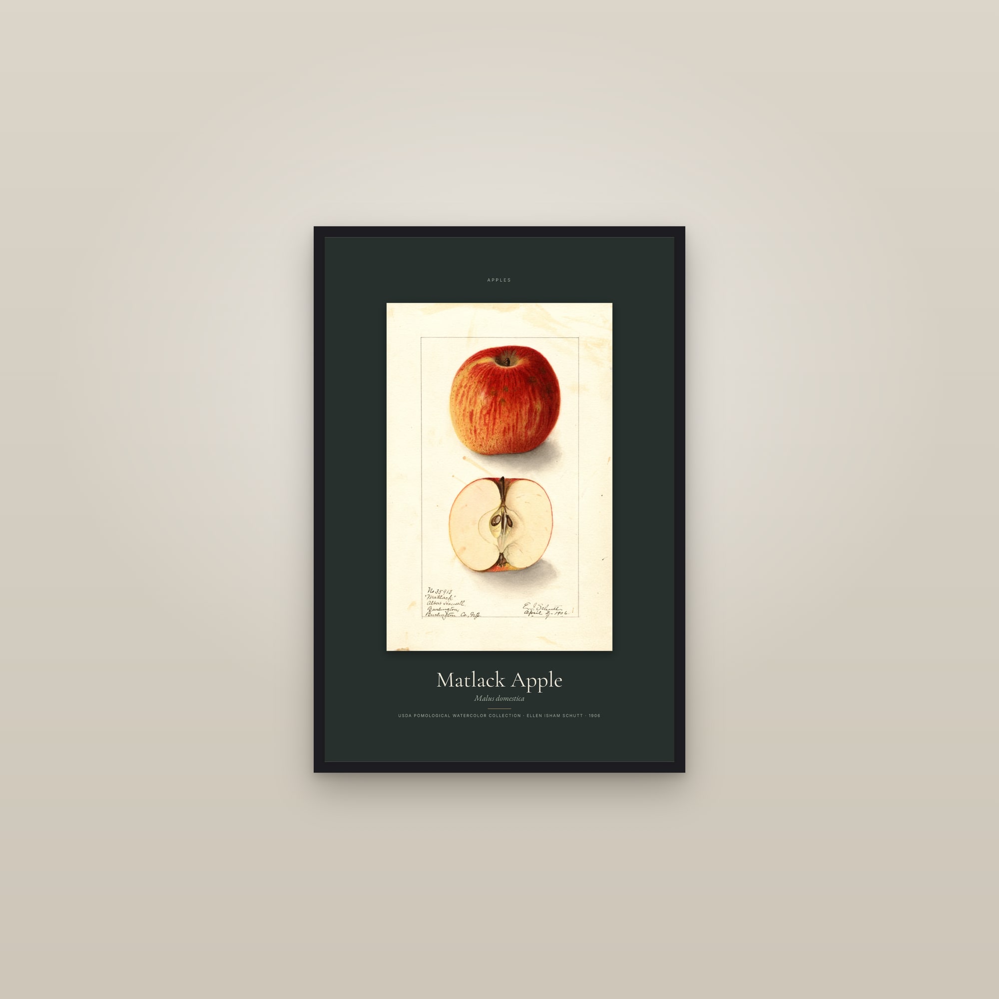 Matlack Apple — Specimen — framed in a gallery setting