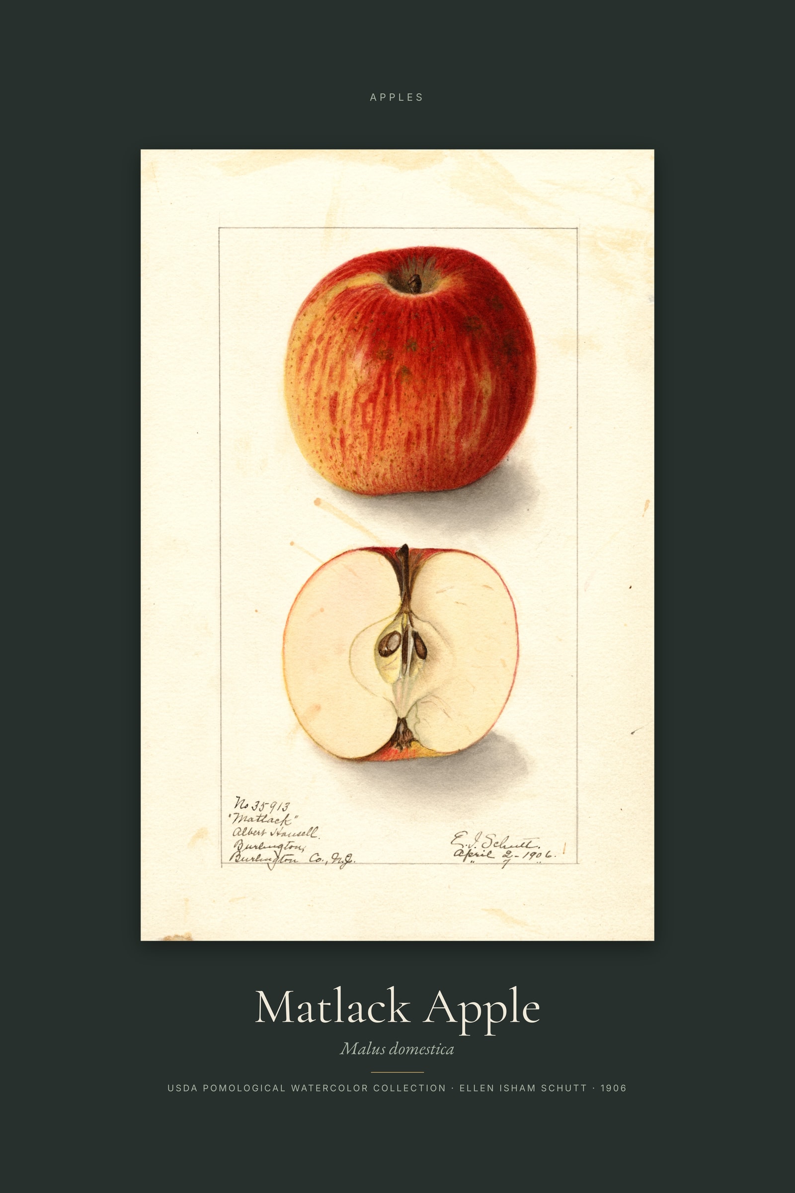 Matlack Apple — Specimen