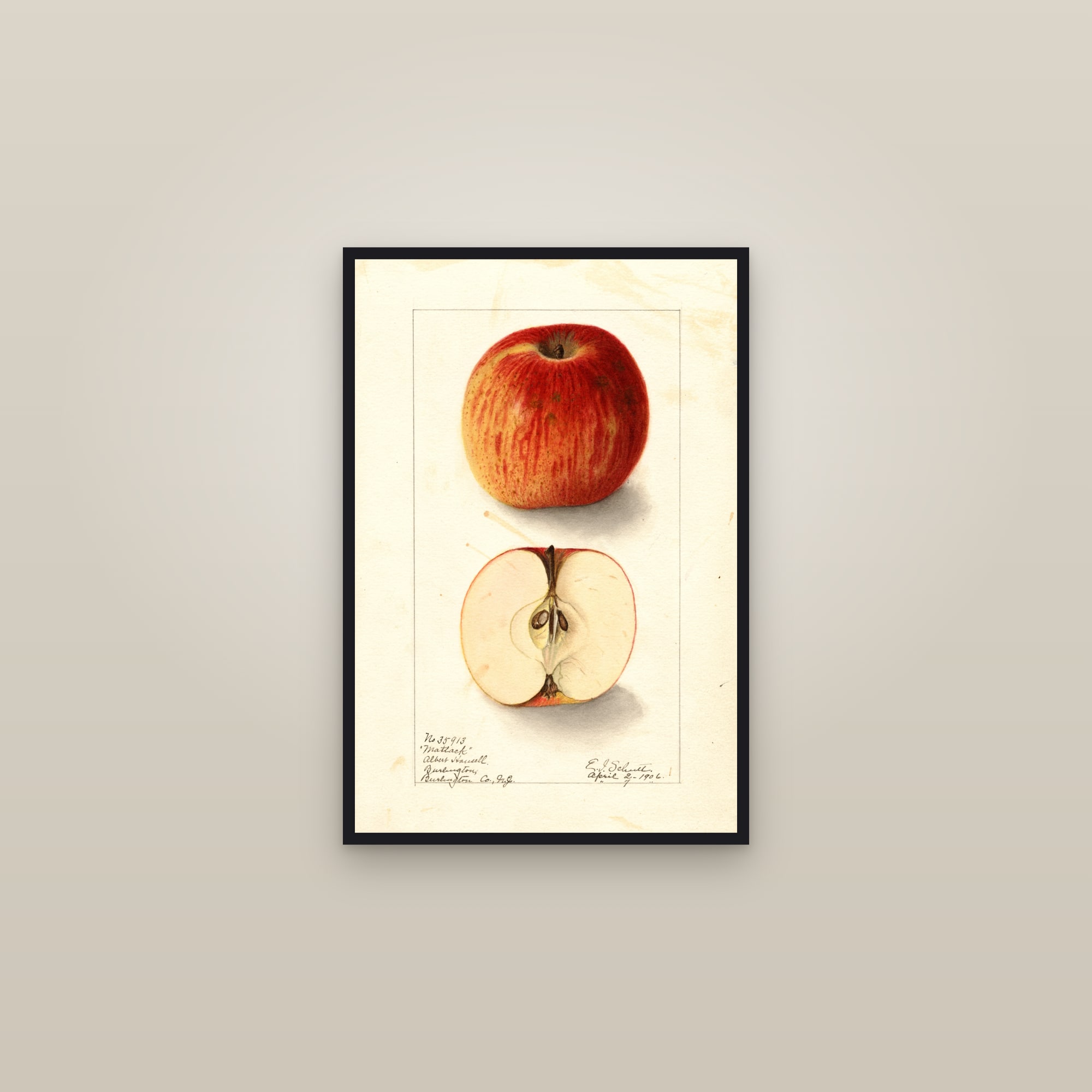 Matlack Apple — framed in a gallery setting