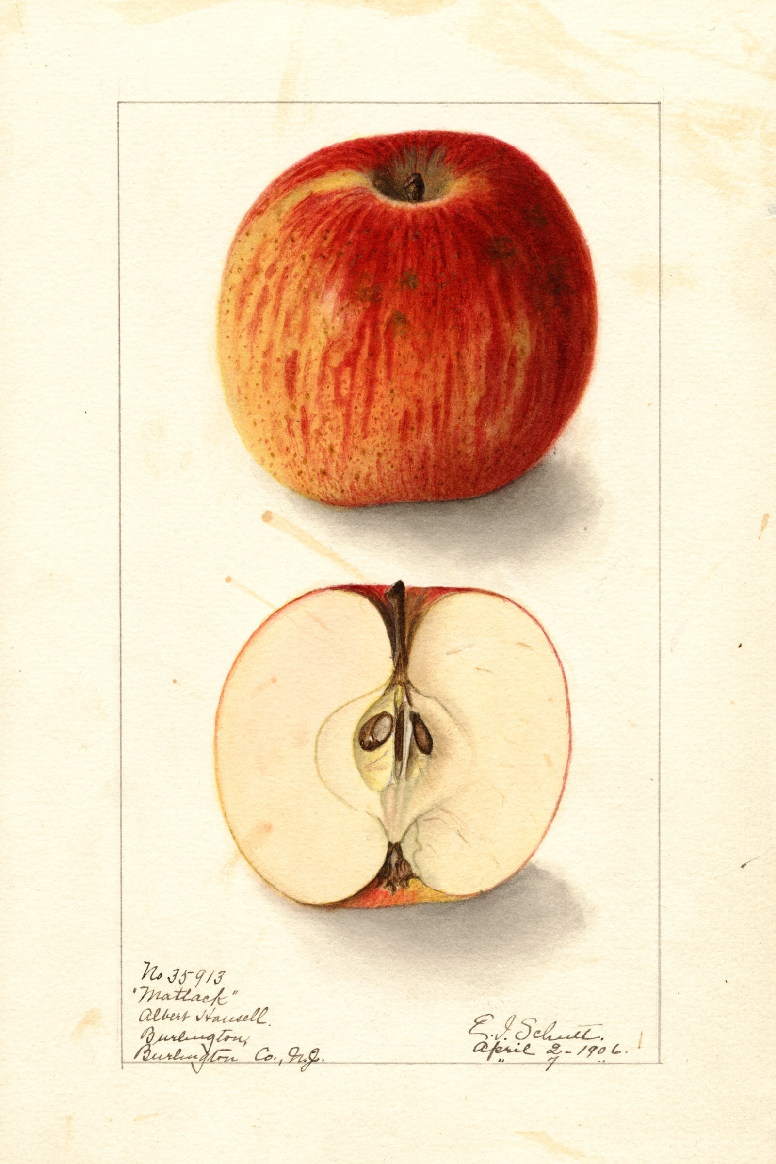 Matlack Apple