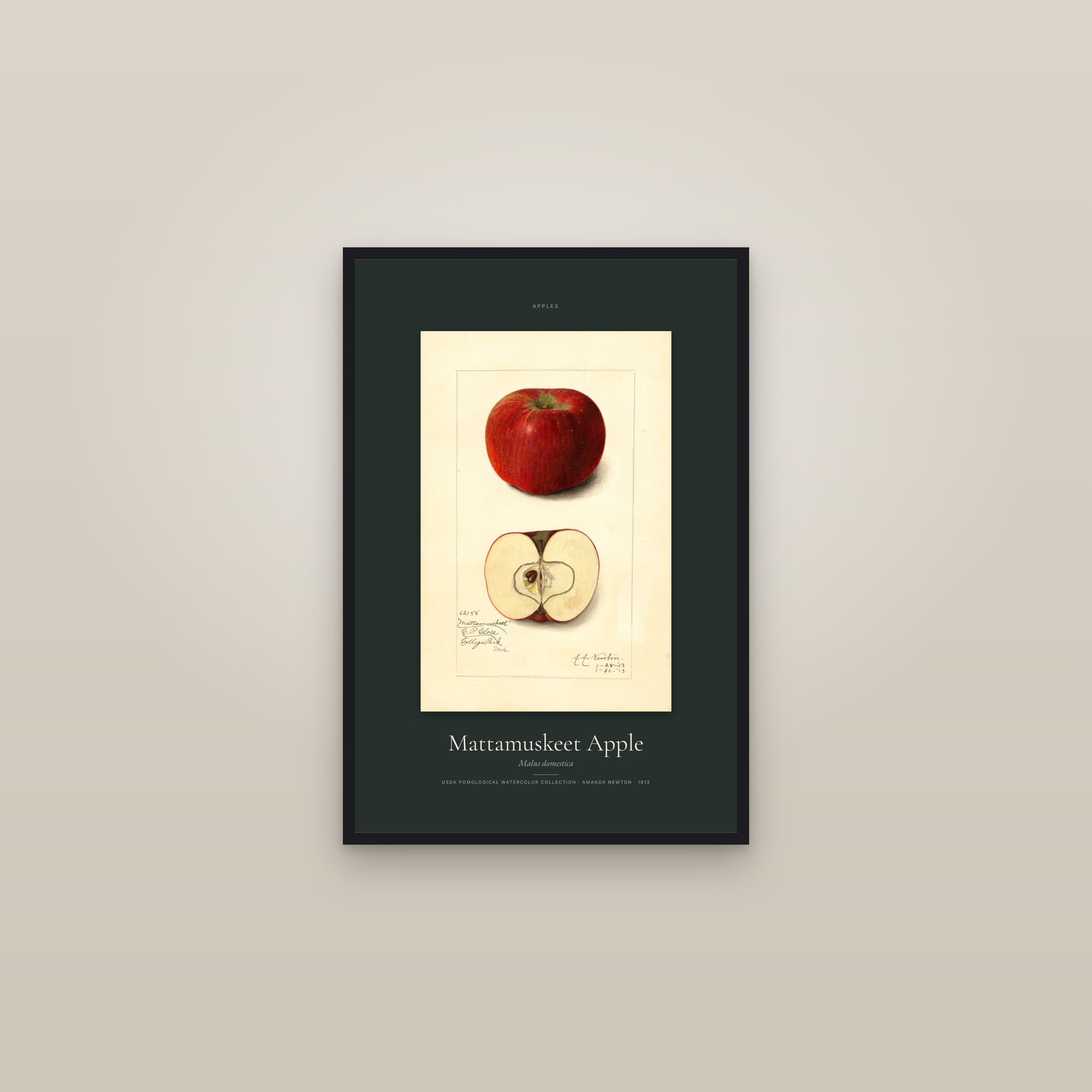 Mattamuskeet Apple — Specimen — framed in a gallery setting
