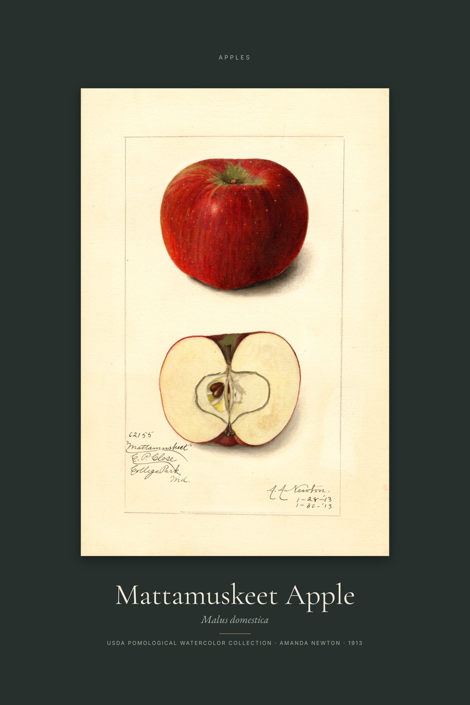 Mattamuskeet Apple — Specimen