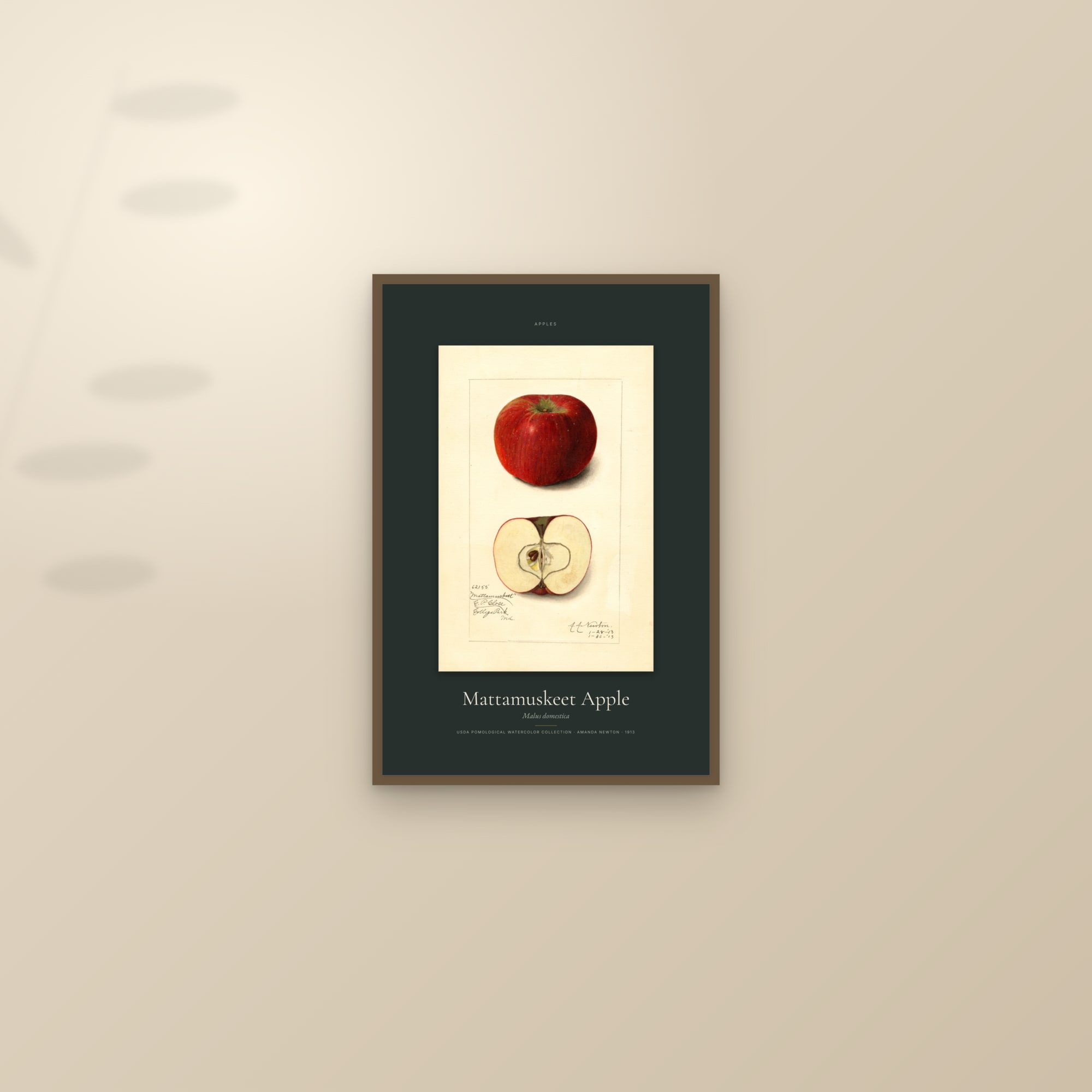 Mattamuskeet Apple — Specimen — framed and styled on a sunlit wall