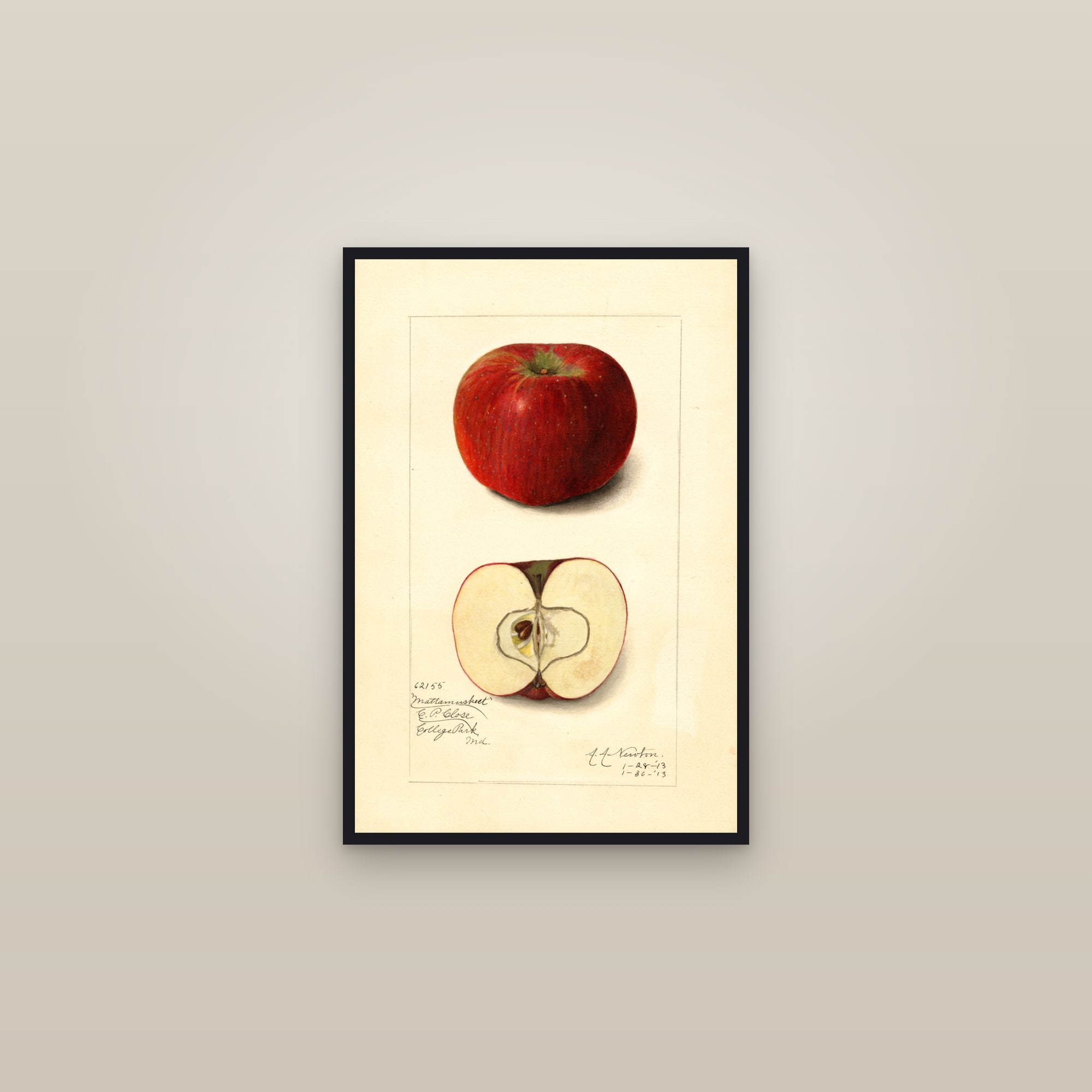 Mattamuskeet Apple — framed in a gallery setting
