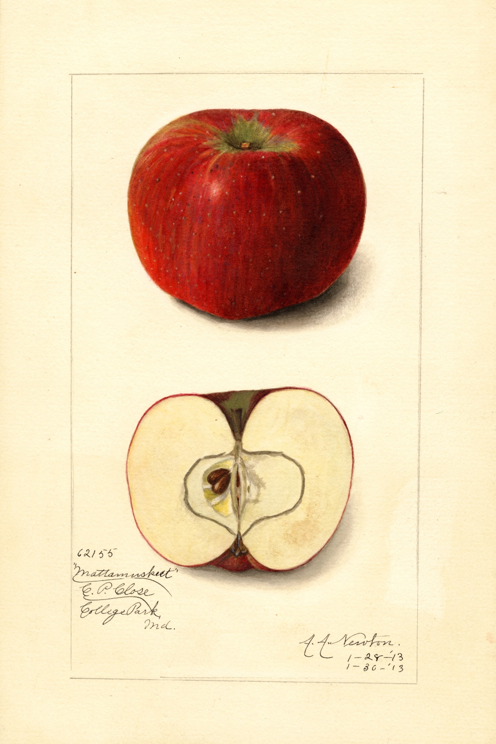 Mattamuskeet Apple
