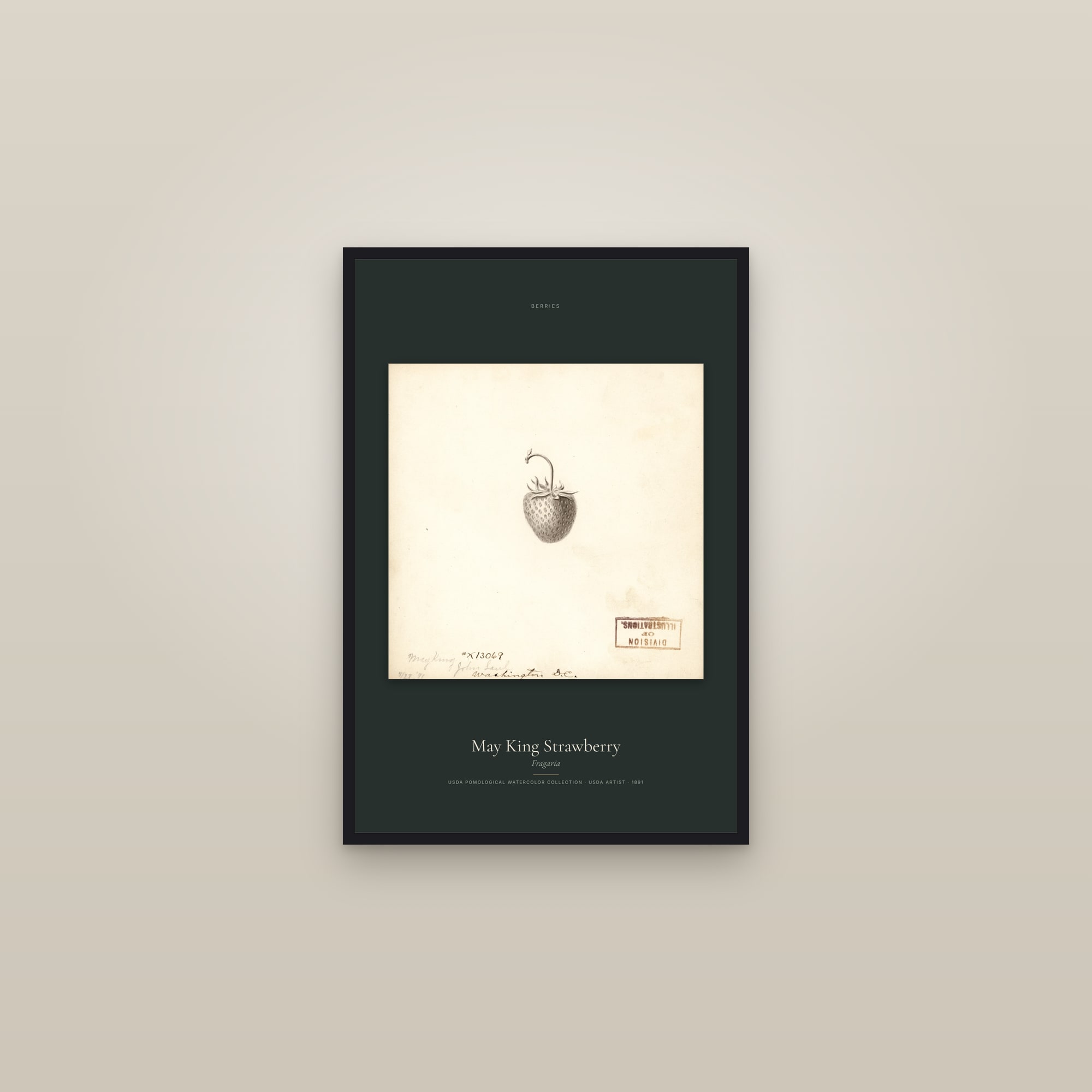 May King Strawberry — Specimen — framed in a gallery setting