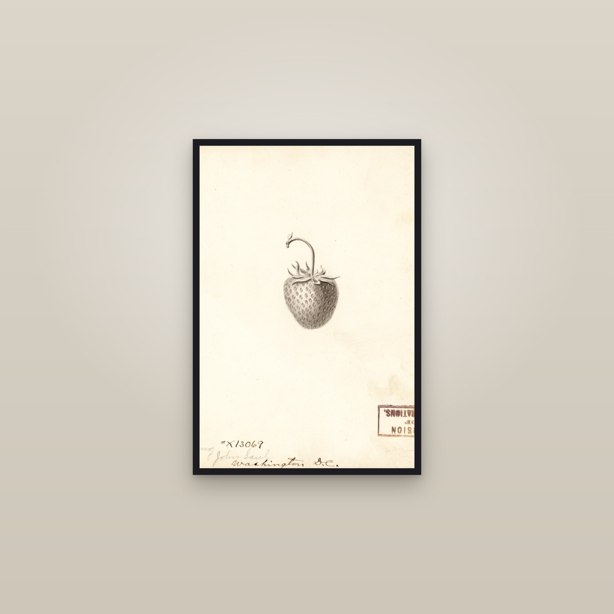 May King Strawberry — framed in a gallery setting