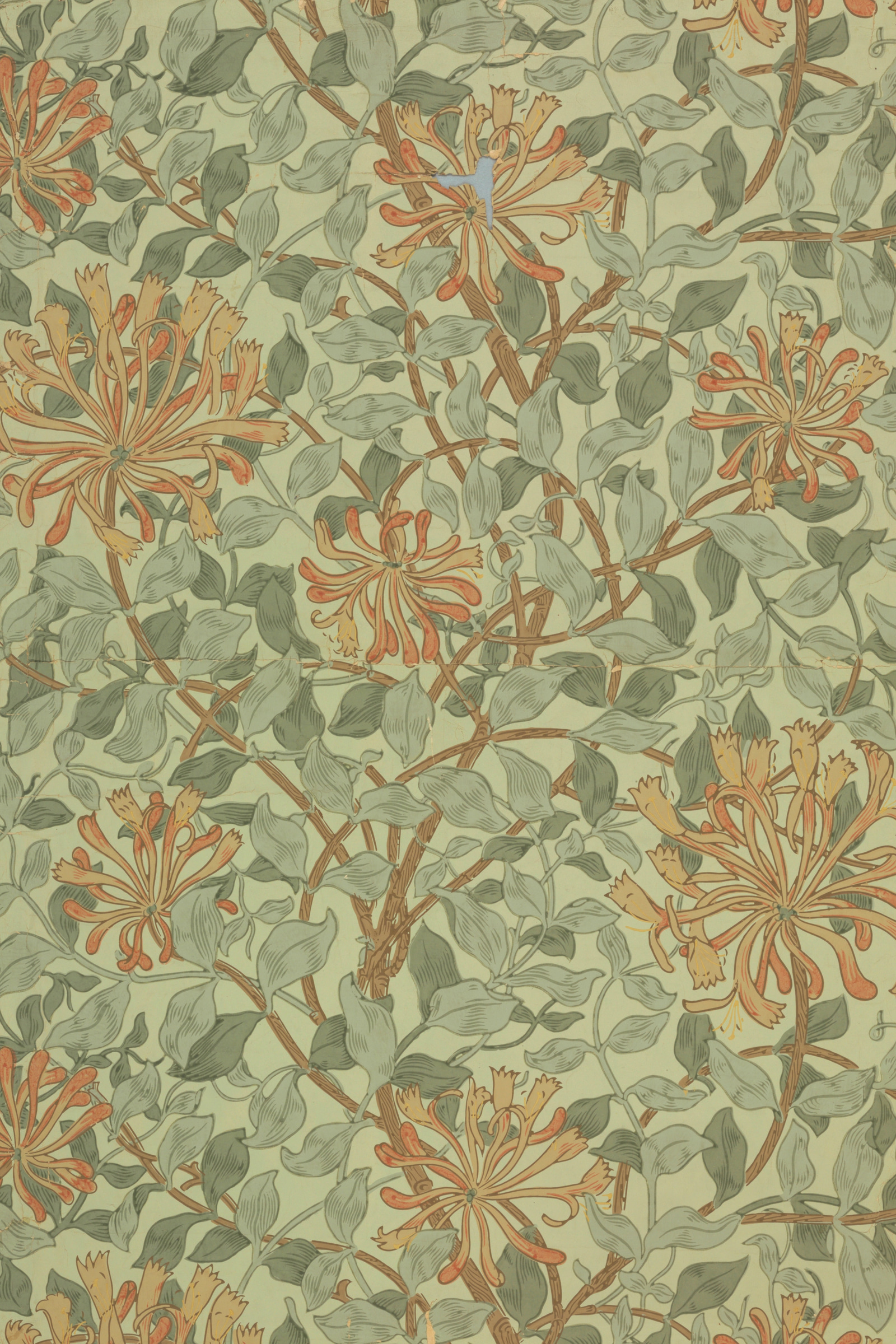 Honeysuckle (Sage)
