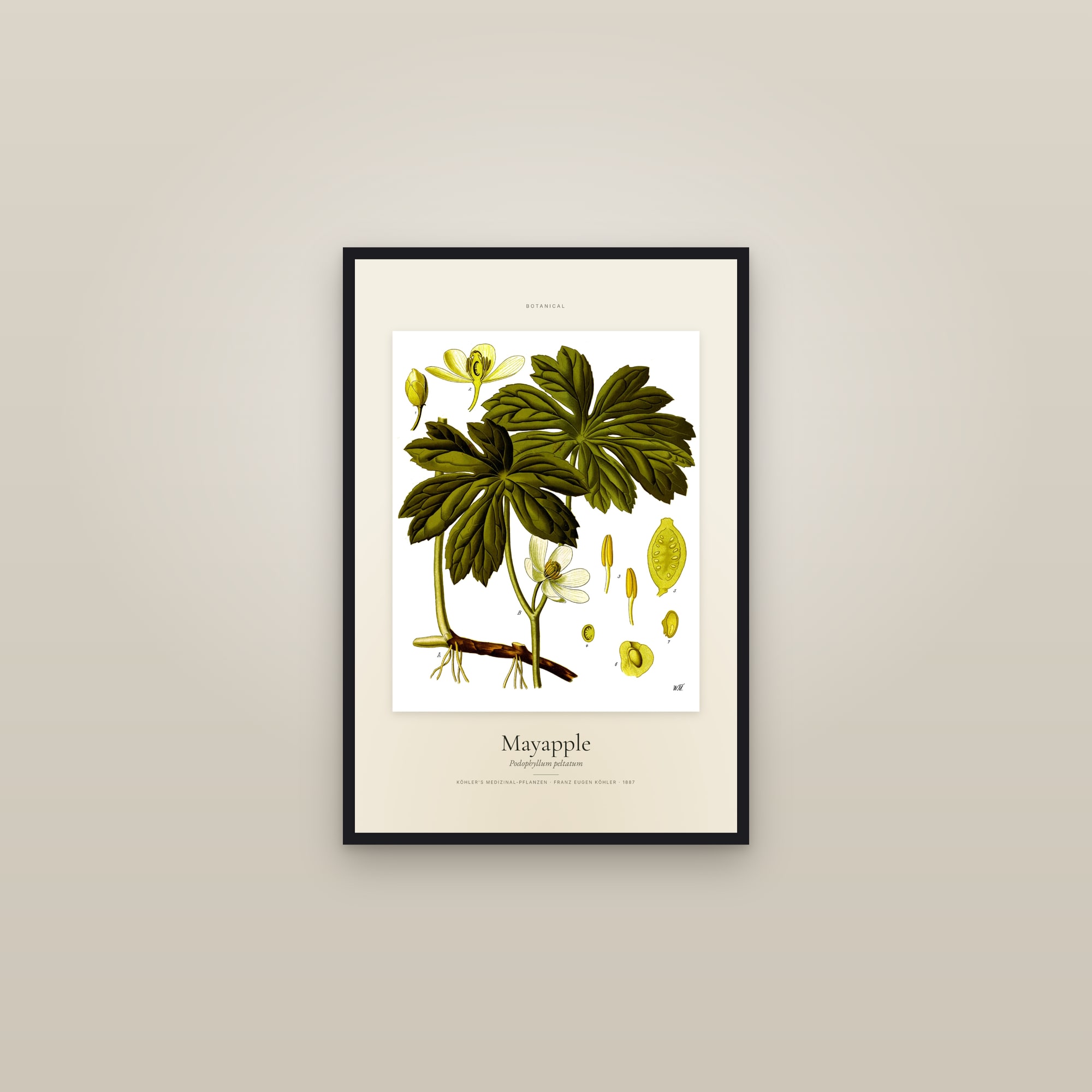 Mayapple — Specimen