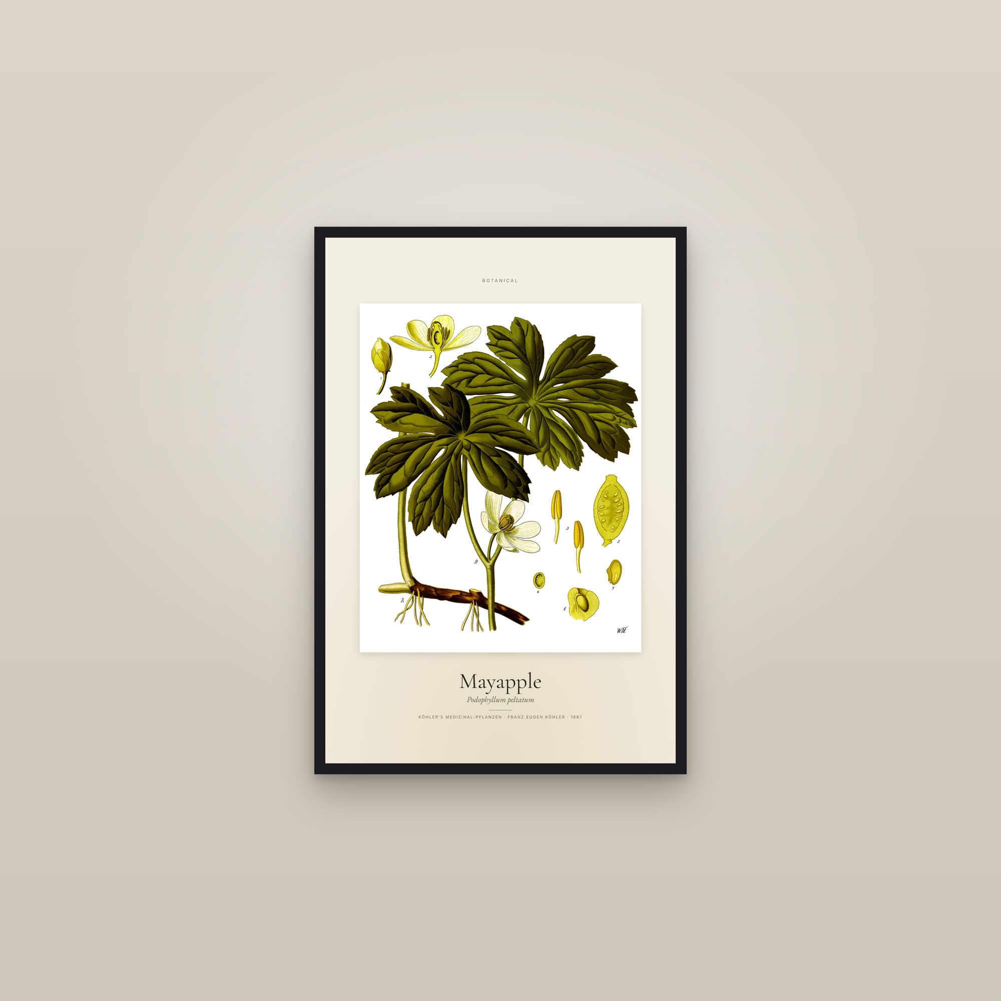 Mayapple (Köhler) — Specimen — framed in a gallery setting