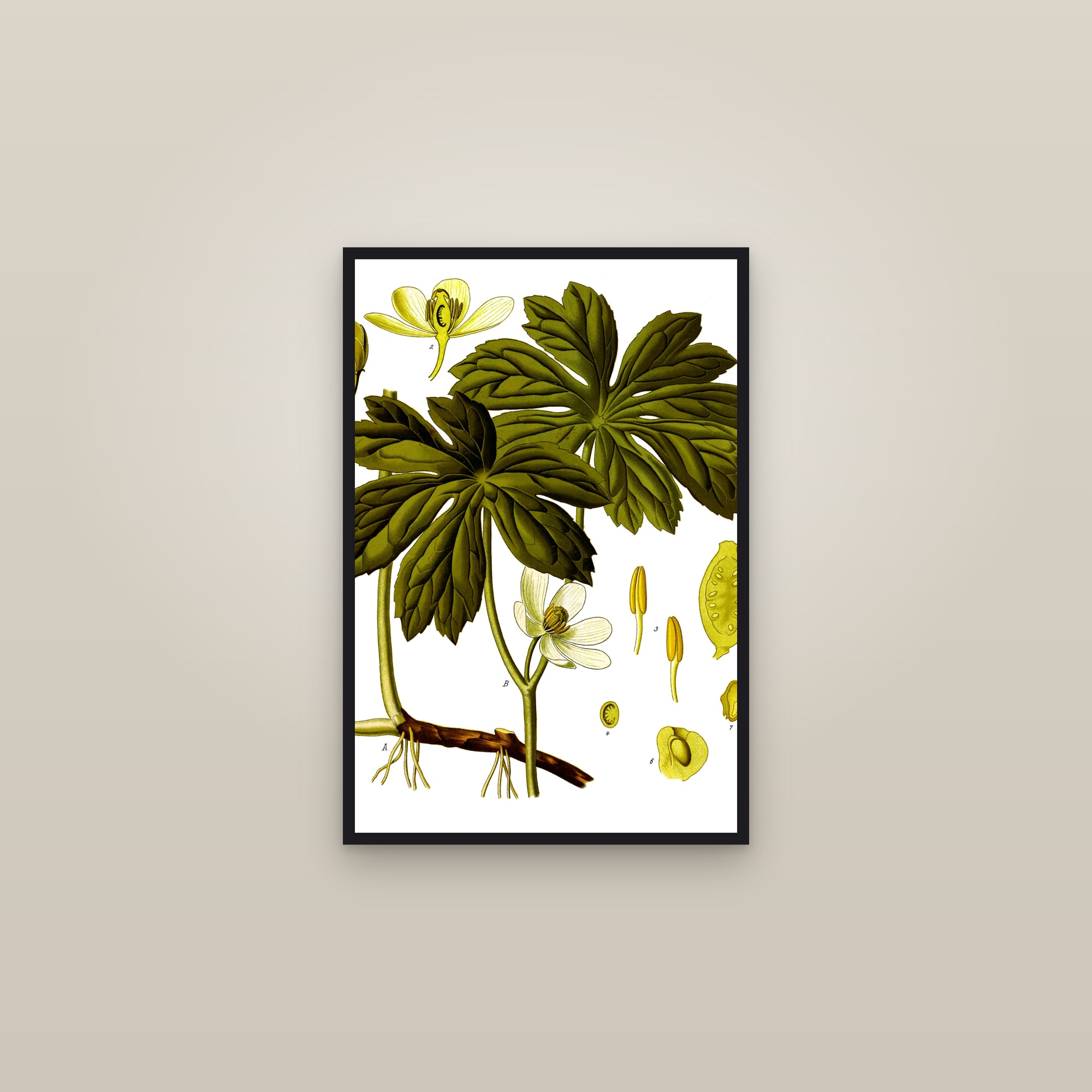 Mayapple (Köhler) — framed in a gallery setting
