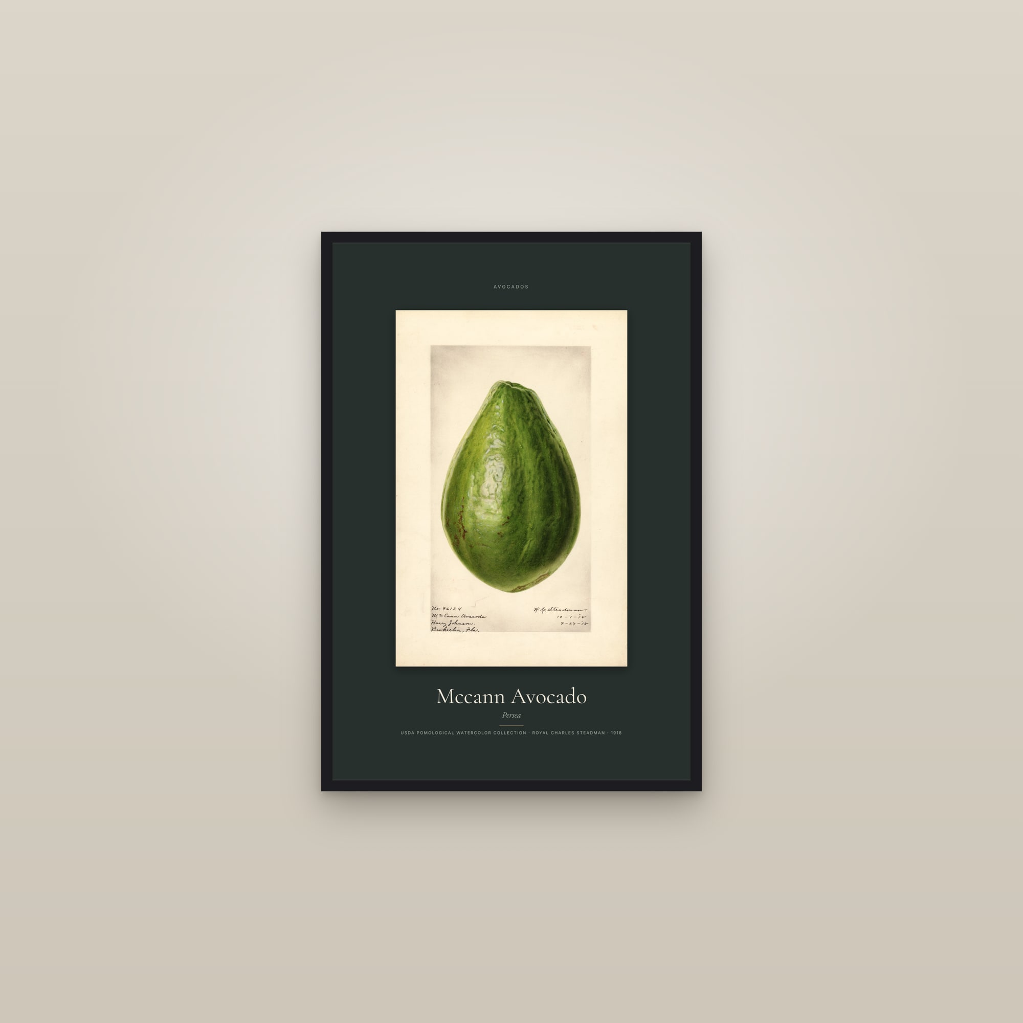 Mccann Avocado — Specimen — framed in a gallery setting