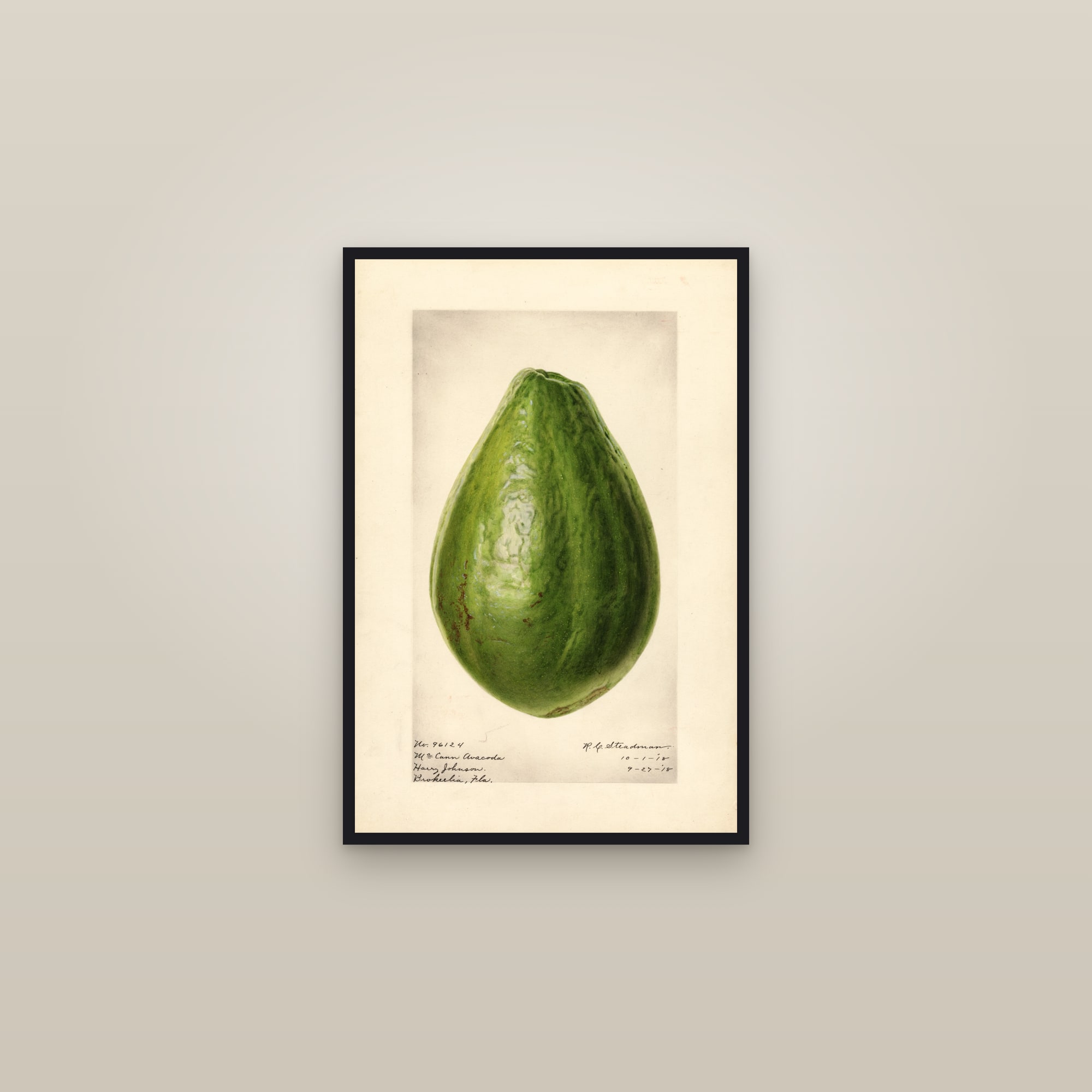 Mccann Avocado — framed in a gallery setting
