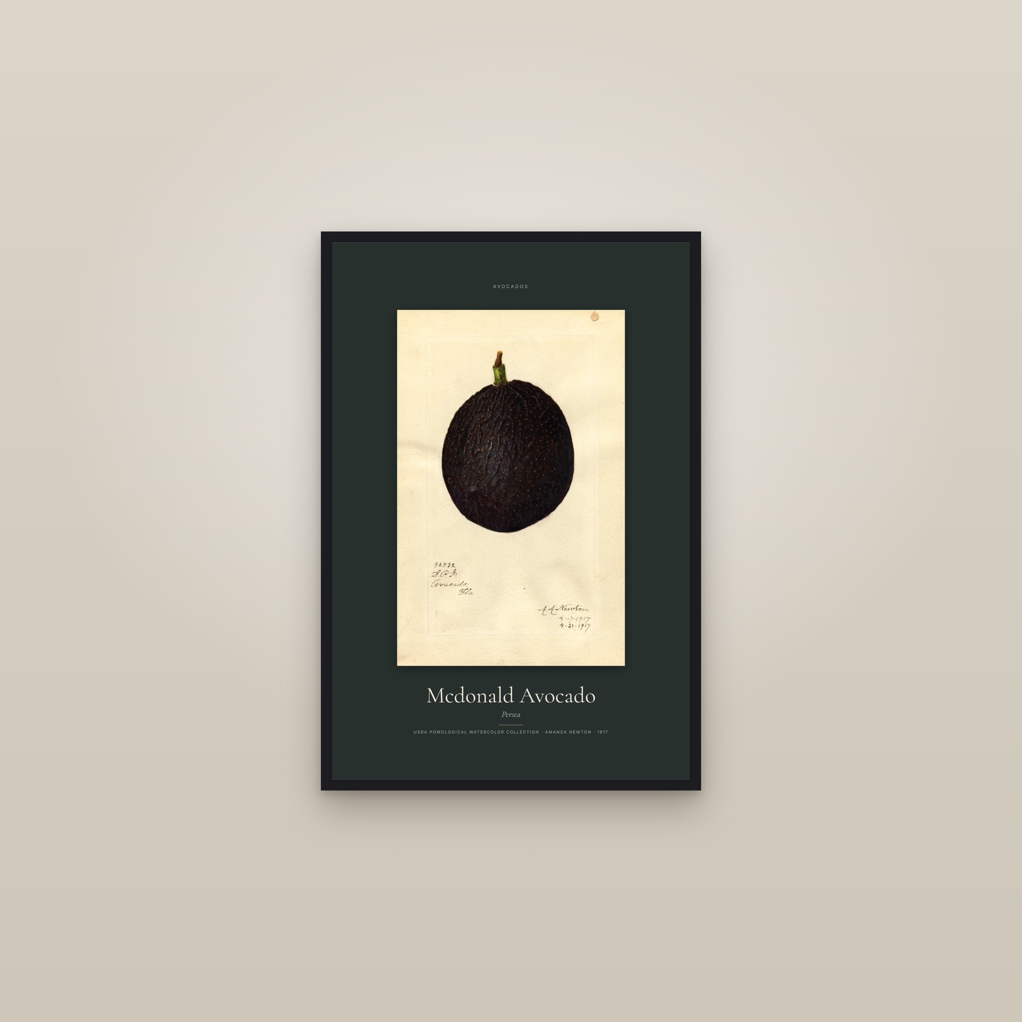 Mcdonald Avocado — Specimen — framed in a gallery setting