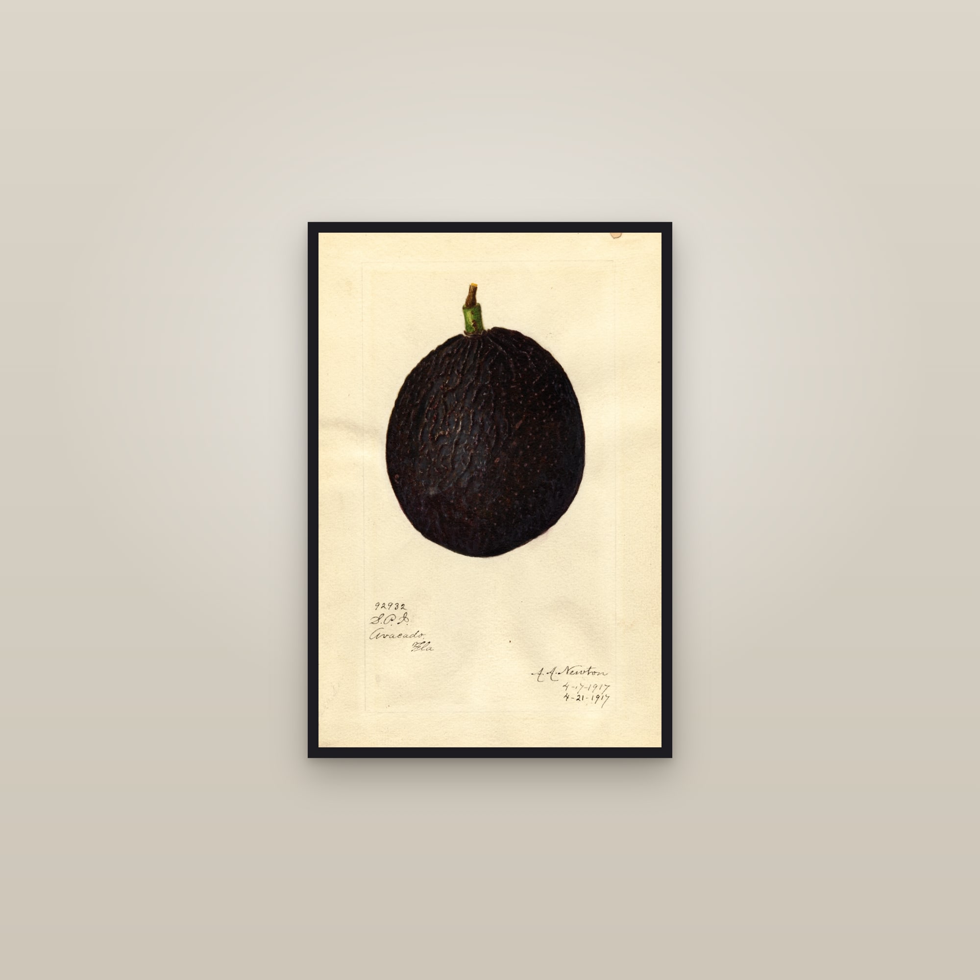 Mcdonald Avocado — framed in a gallery setting