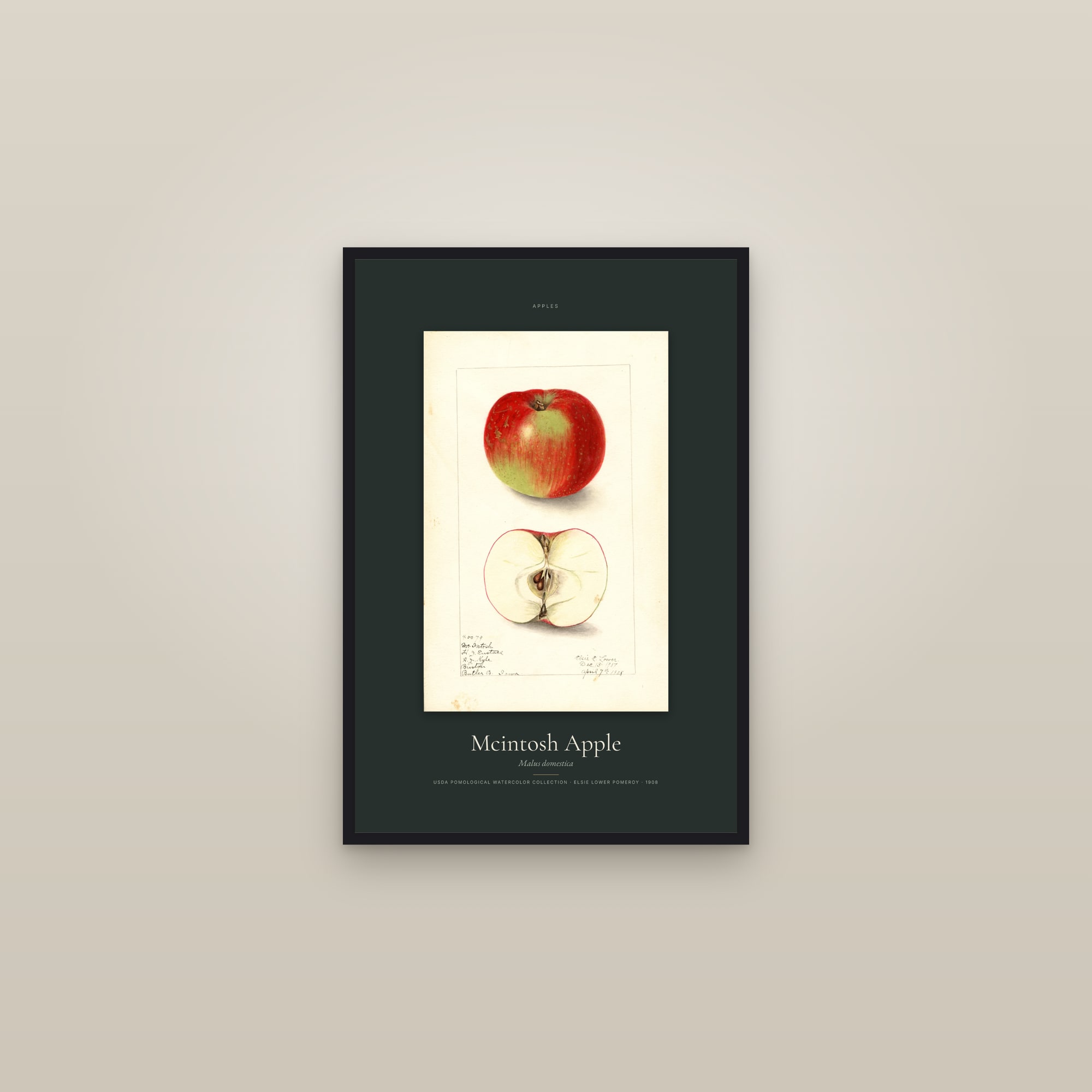 Mcintosh Apple — Specimen — framed in a gallery setting