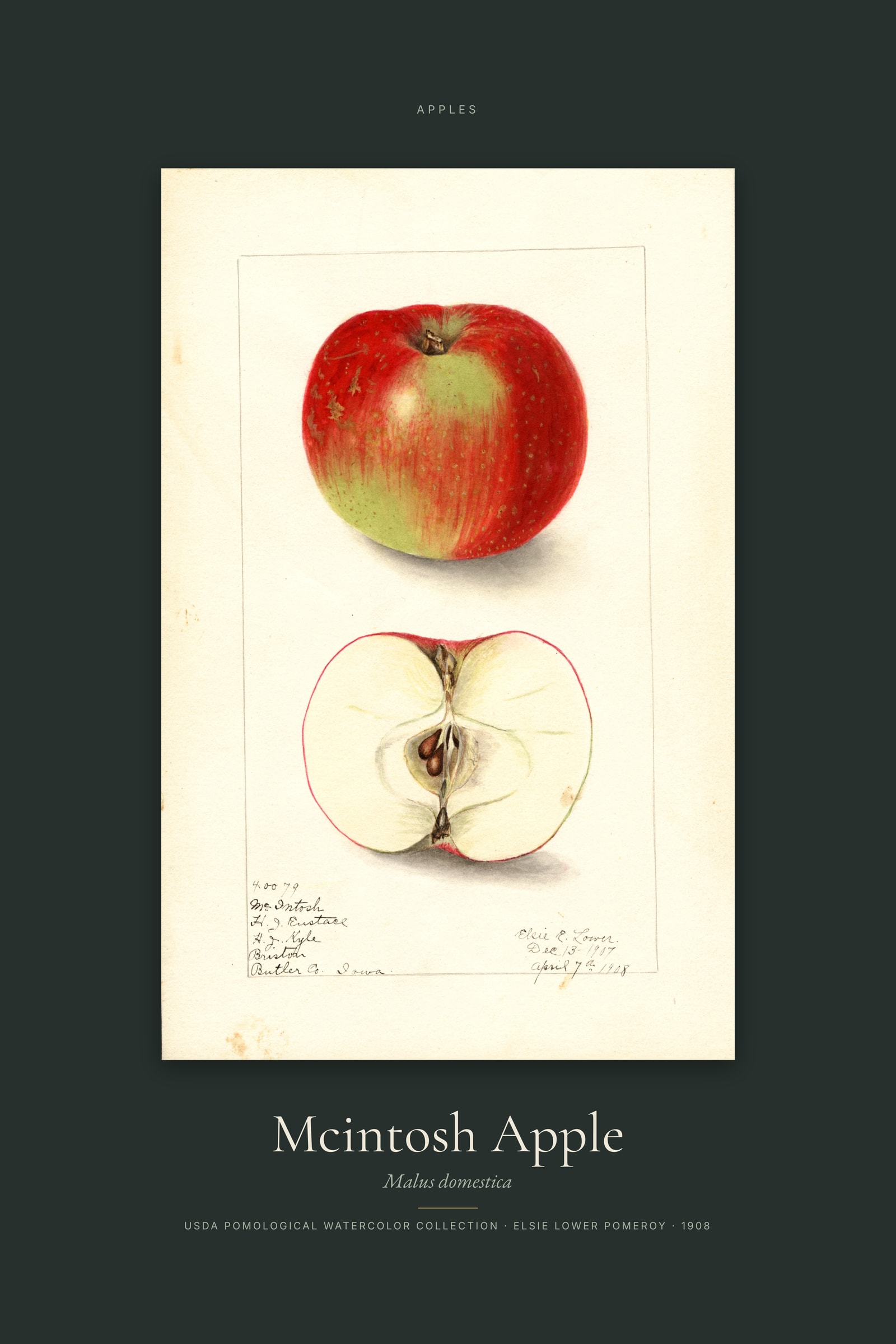 Mcintosh Apple — Specimen